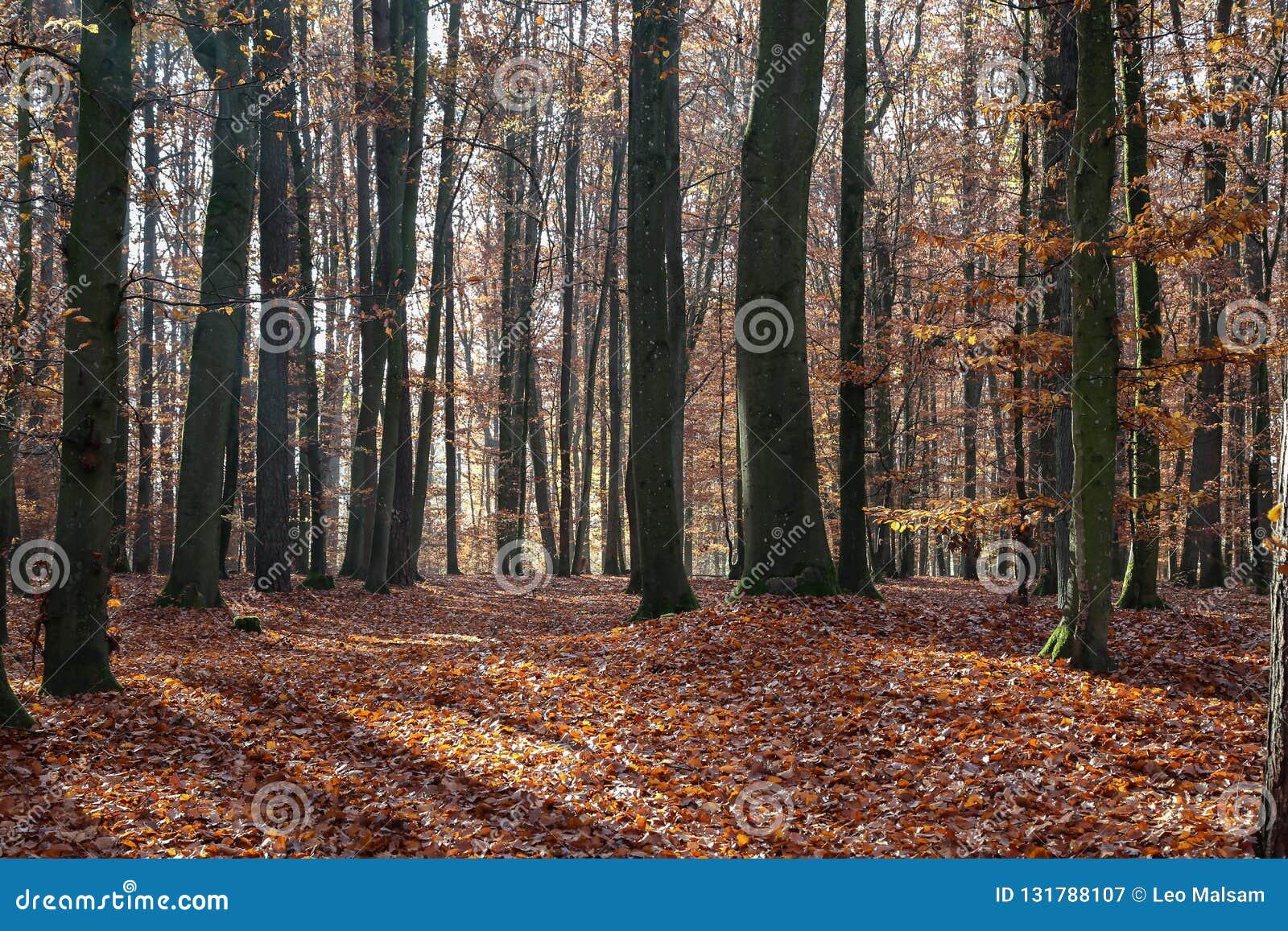 In the Autumn Forest. Autumn Trees in the Forest Stock Image - Image of ...