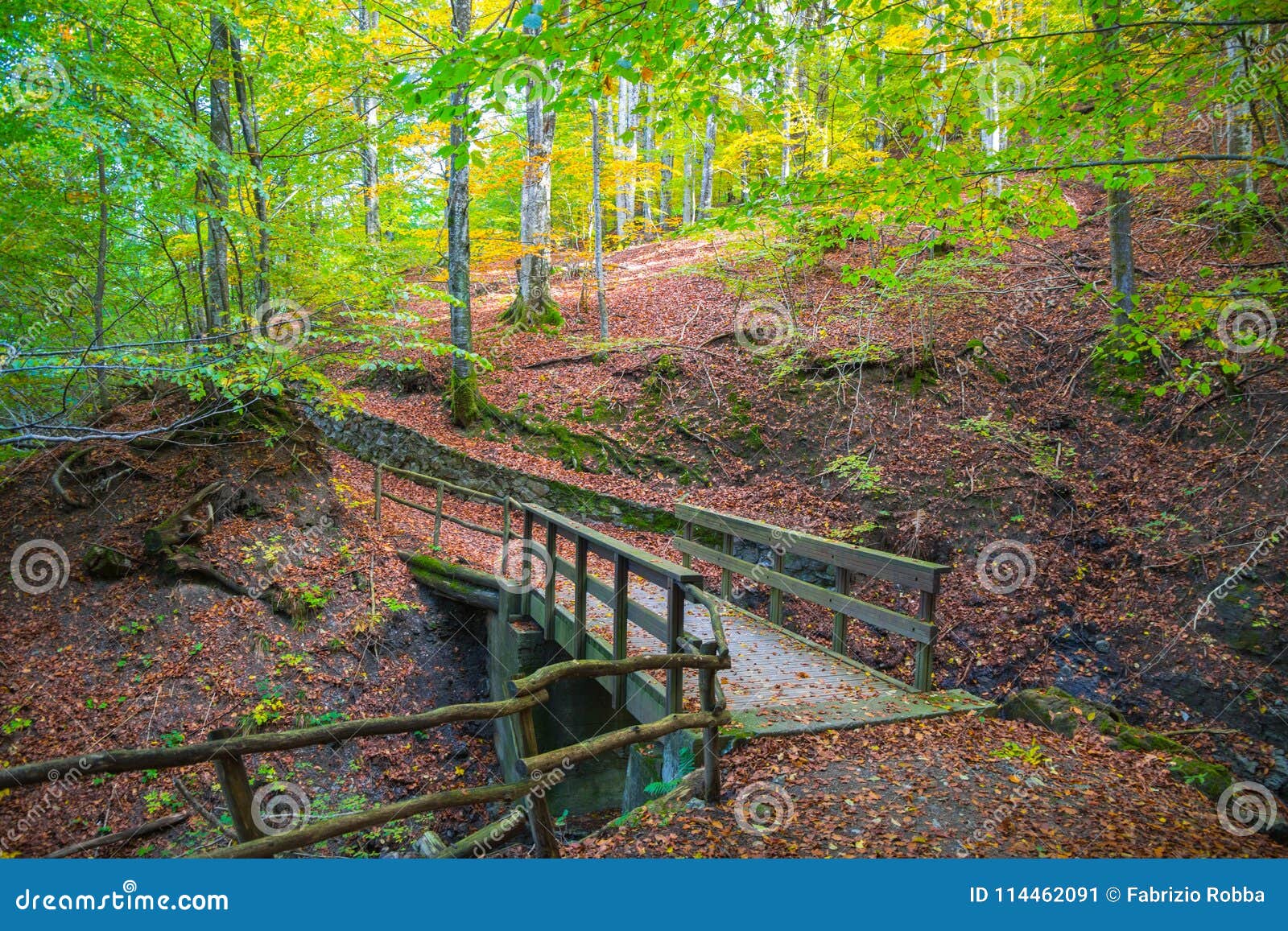 autumn forest with wood bridge over creek in beeches forest, italy