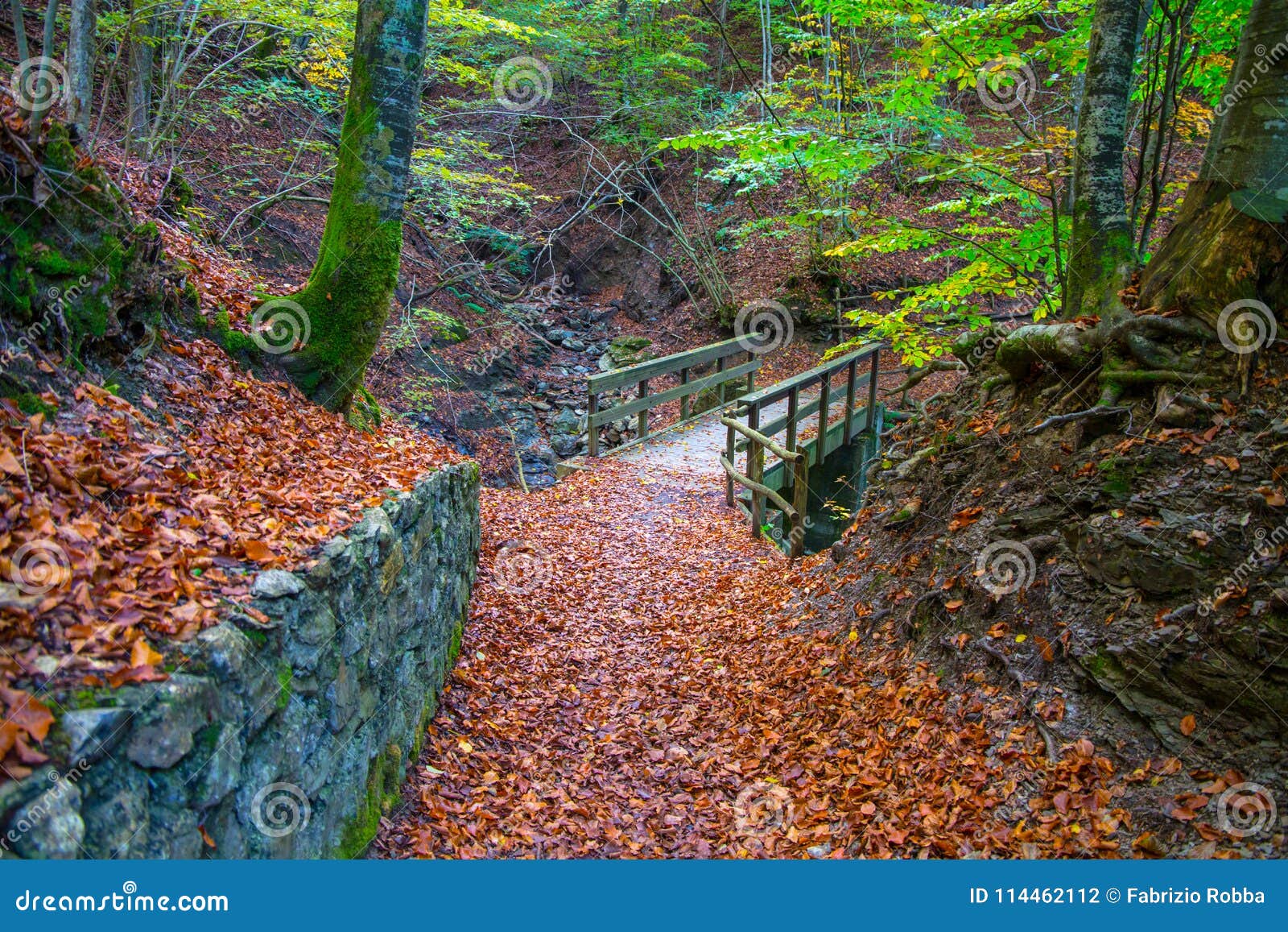autumn forest with wood bridge over creek in beeches forest, italy