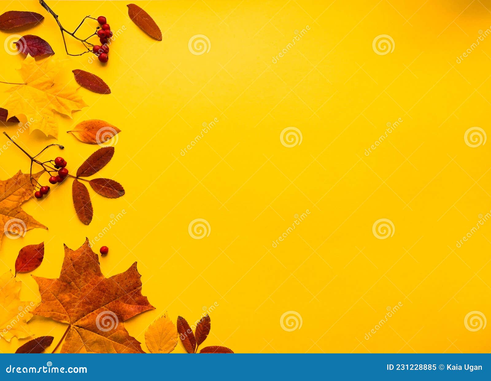 autumn frame banner with natural dried leaves and red berries on bright yellow background, top view, copy space. autumn, thanksgiv