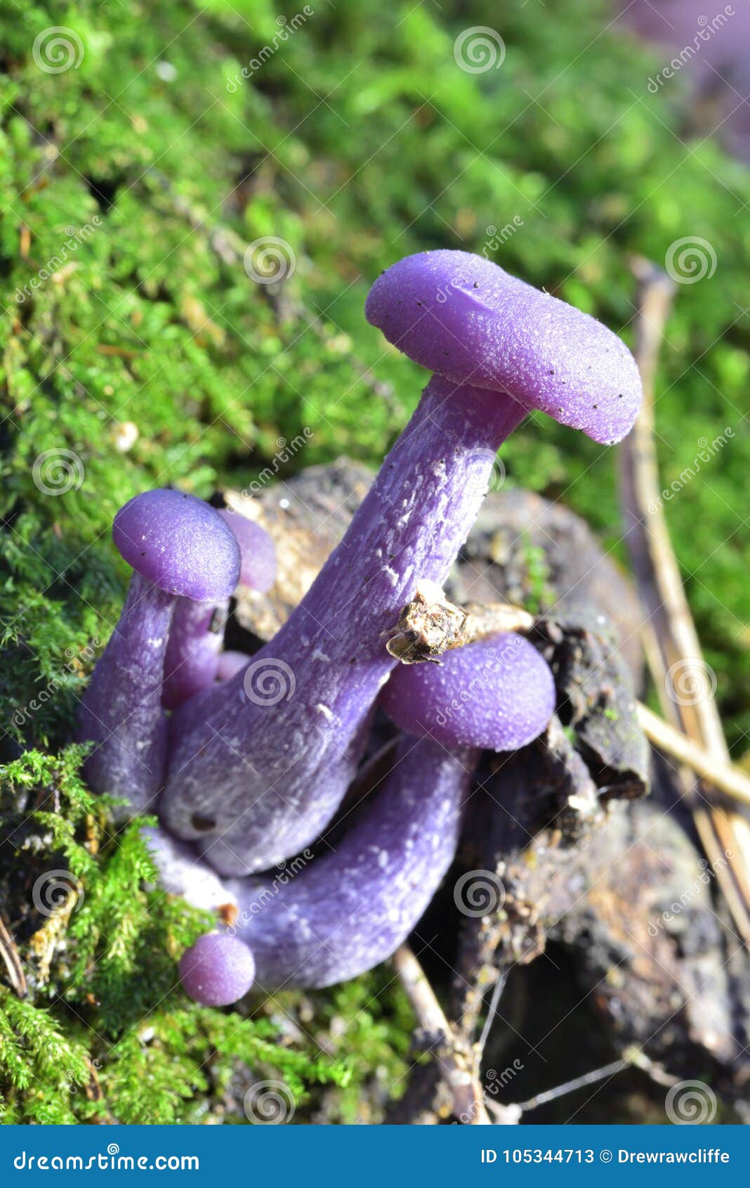 Autumn Fruiting Fungi stock image. Image of eumycetes 105344713
