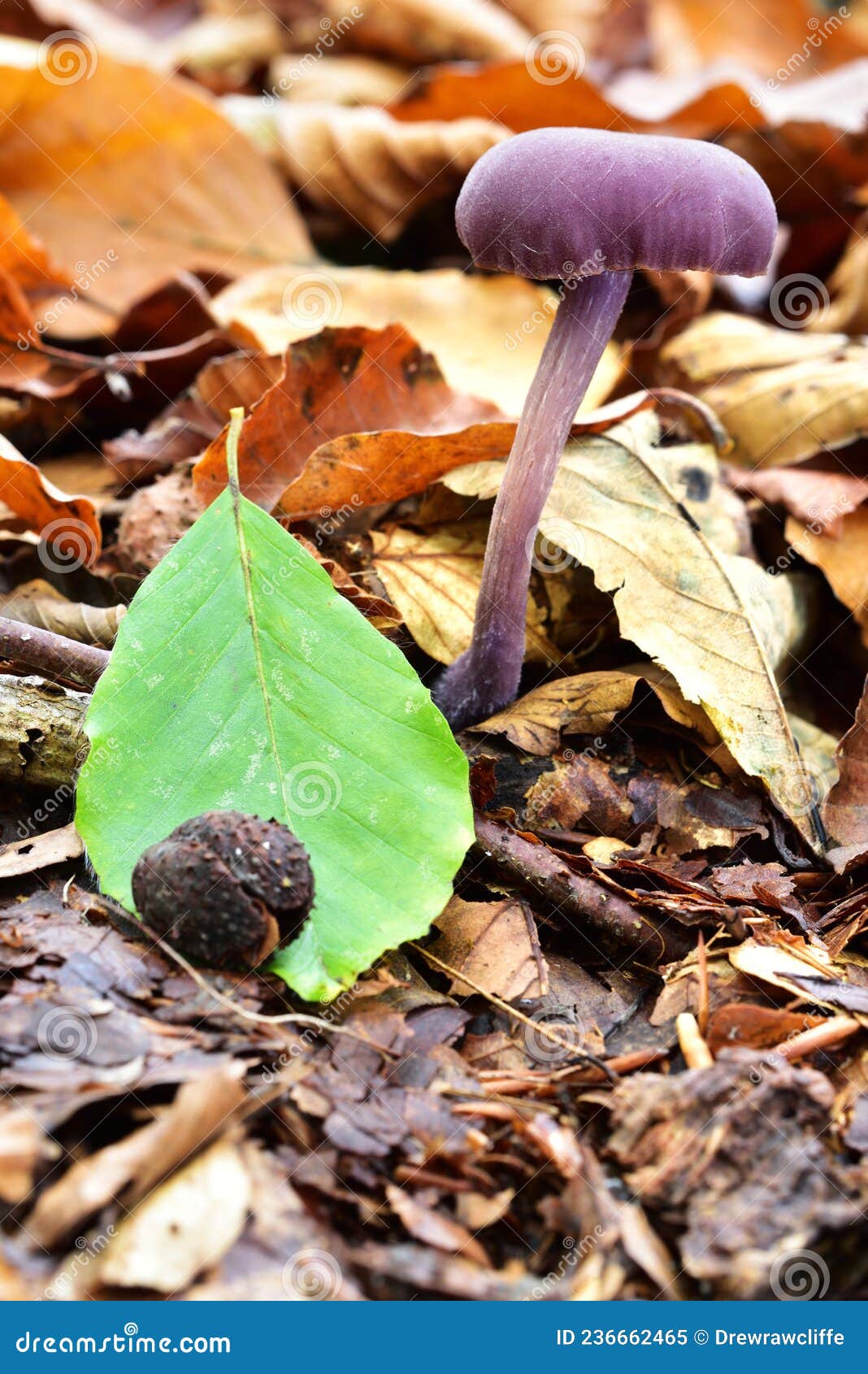 Autumn Fruiting Fungi stock image. Image of fall, woodland 236662465