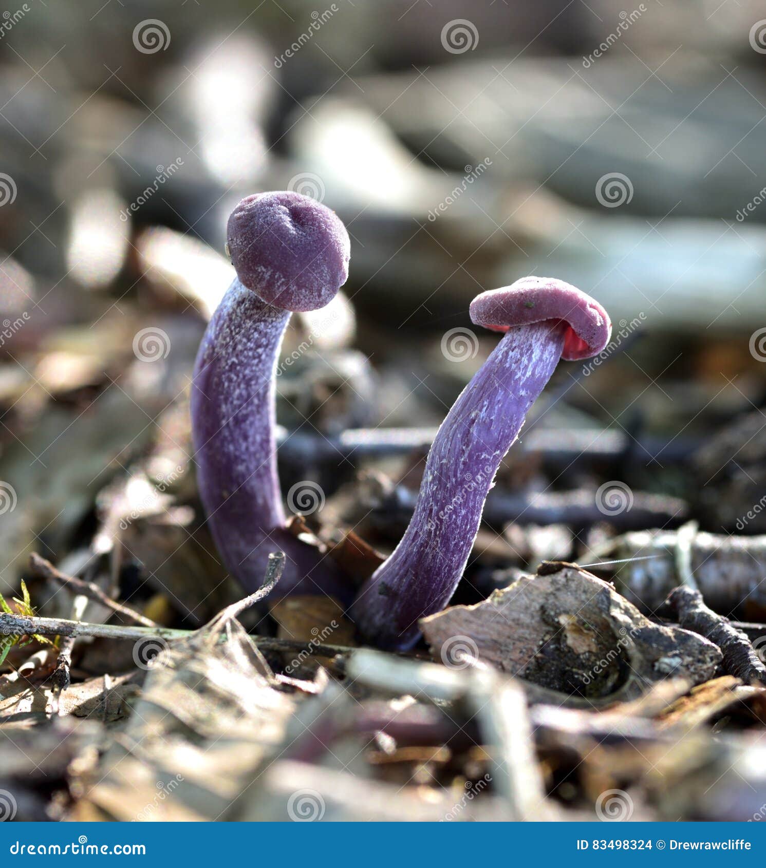 Autumn Fruiting Fungi stock photo. Image of monophyletic 83498324