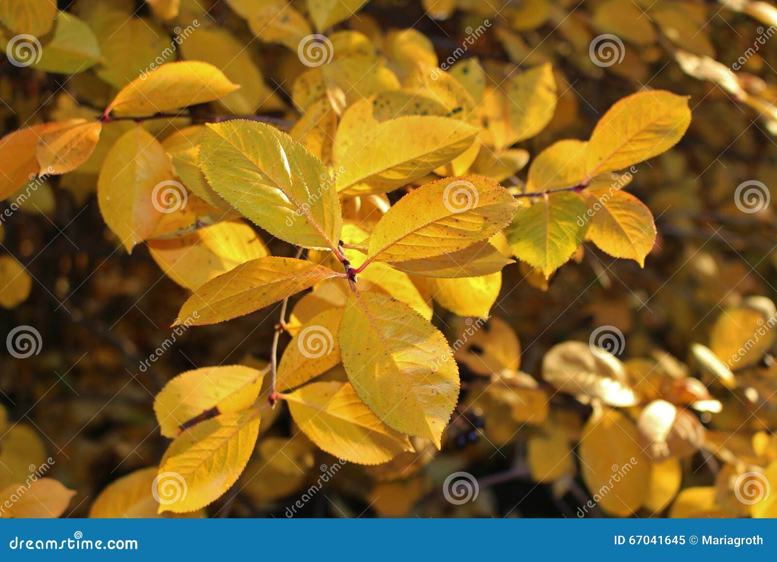 Autumn Glow. Un negro hermoso Ronia del amarillo del otoño iluminado por el sol de la tarde