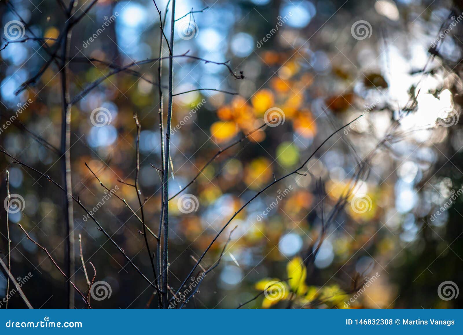 Autumn Gold Colored Leaves with Blur Background and Tree Branches Stock  Photo - Image of branches, wood: 146832308