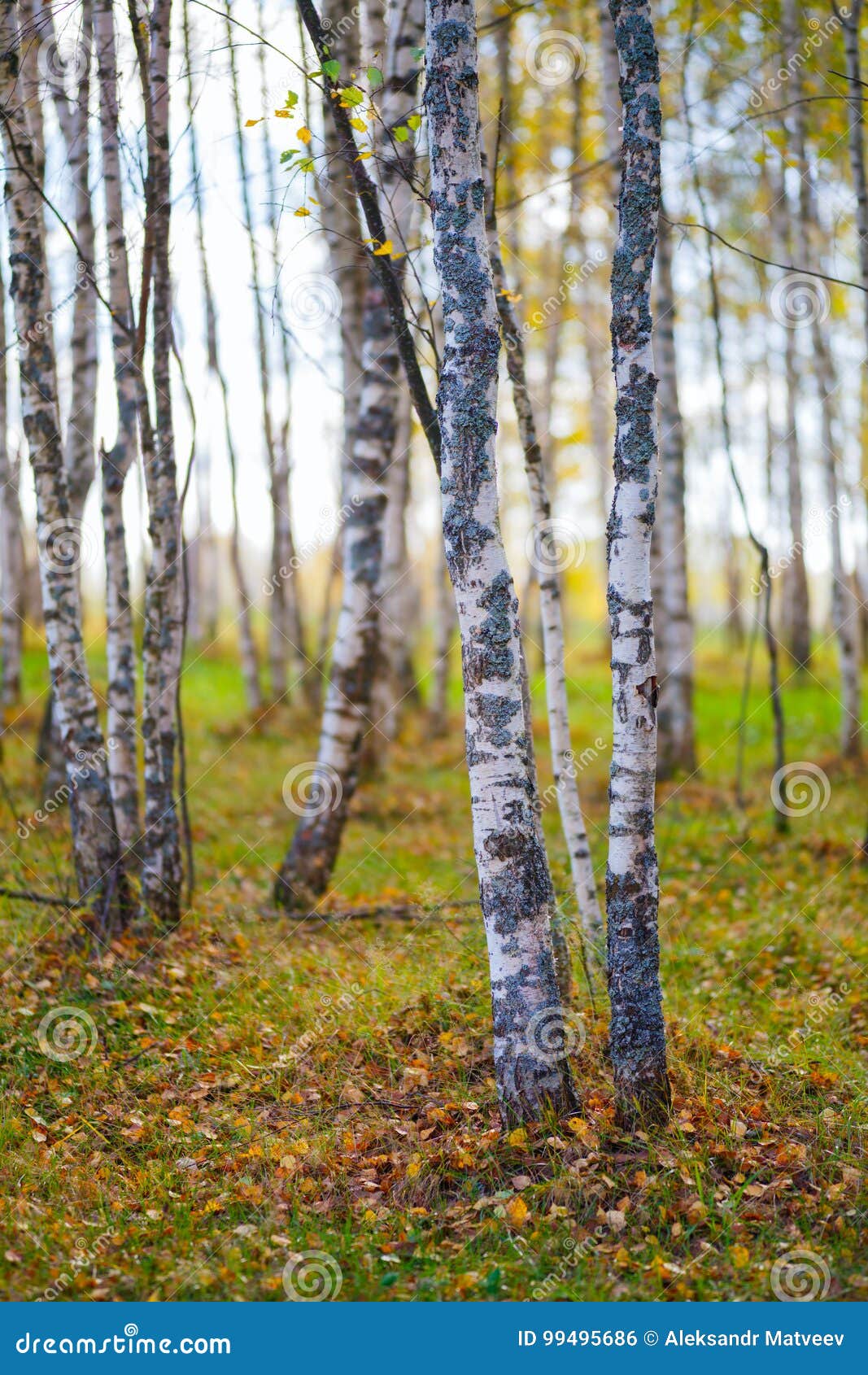 Autumn Golden Birch Tree Yellow Forest Background Stock Photo Image