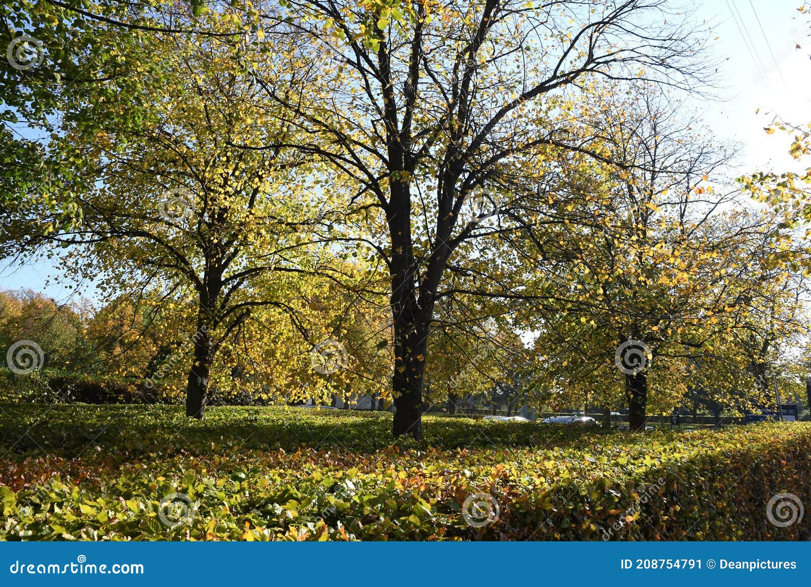 AUTUMN GOLDEN COLOUR LEAVES and SUN SHINE DAY Stock Image - Image of ...