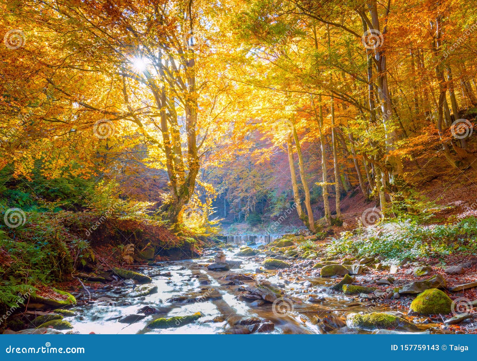 Golden Autumn In Nature Vibrantl Forest Trees And Fast River With