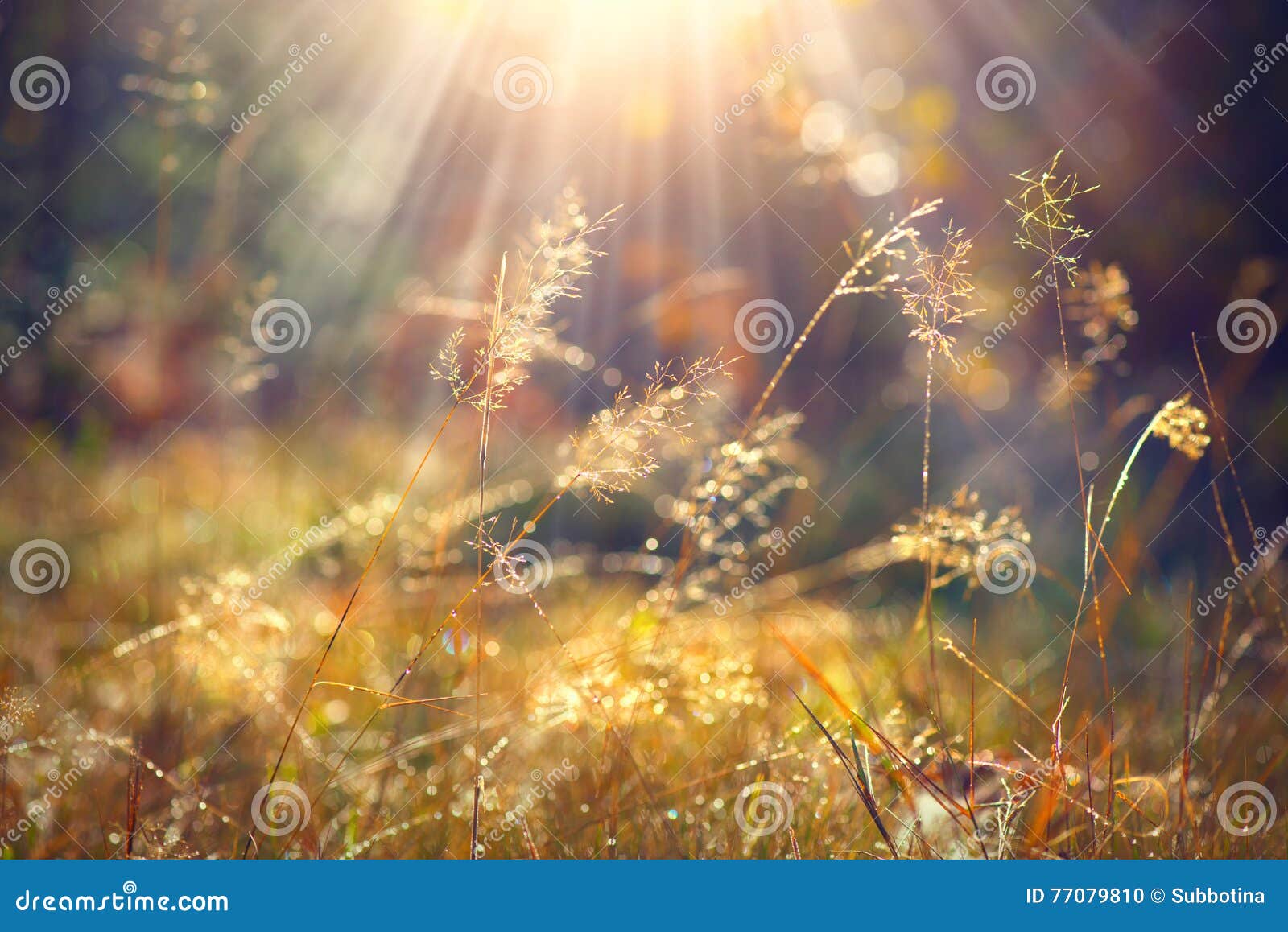 autumn grass with morning dew in sunlight closeup