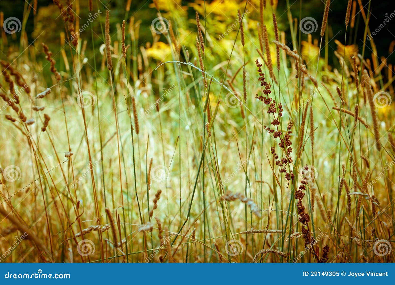 Autumn Grasses stock image. Image of horizontal, pretty 29149305