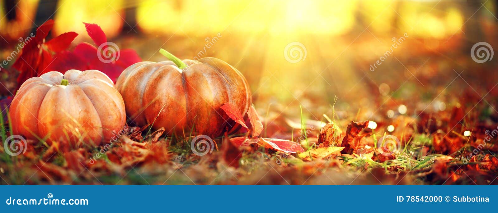 autumn halloween pumpkins. orange pumpkins over nature background