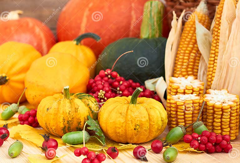 Autumn Harvest: Pumpkins, Berries, Corn, Leaves and Acorn Stock Image ...