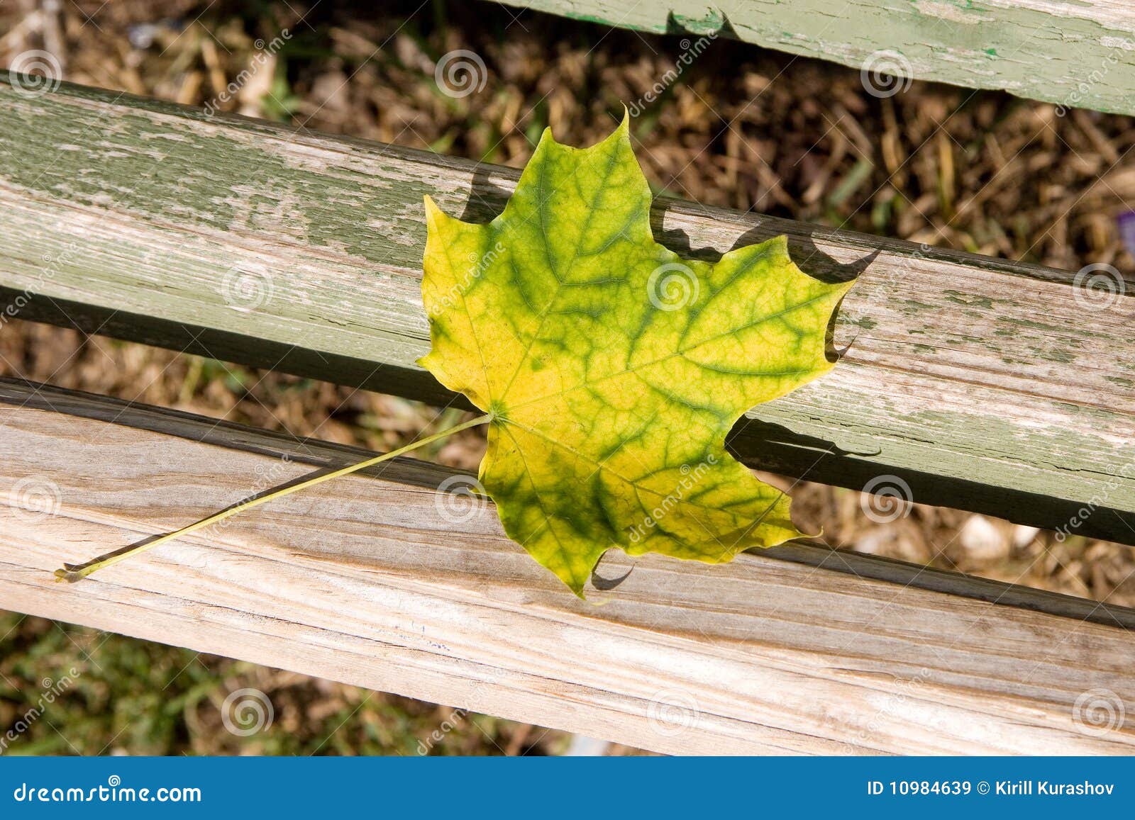 Autumn Has Come stock image. Image of leaf, green, beauty 10984639