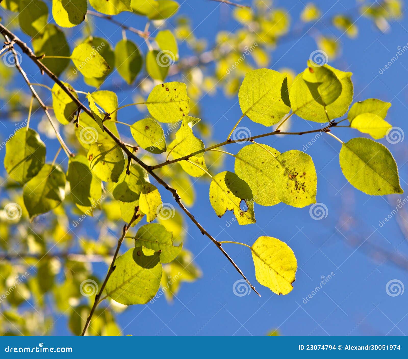 Autumn has come. stock photo. Image of cold, season, light 23074794