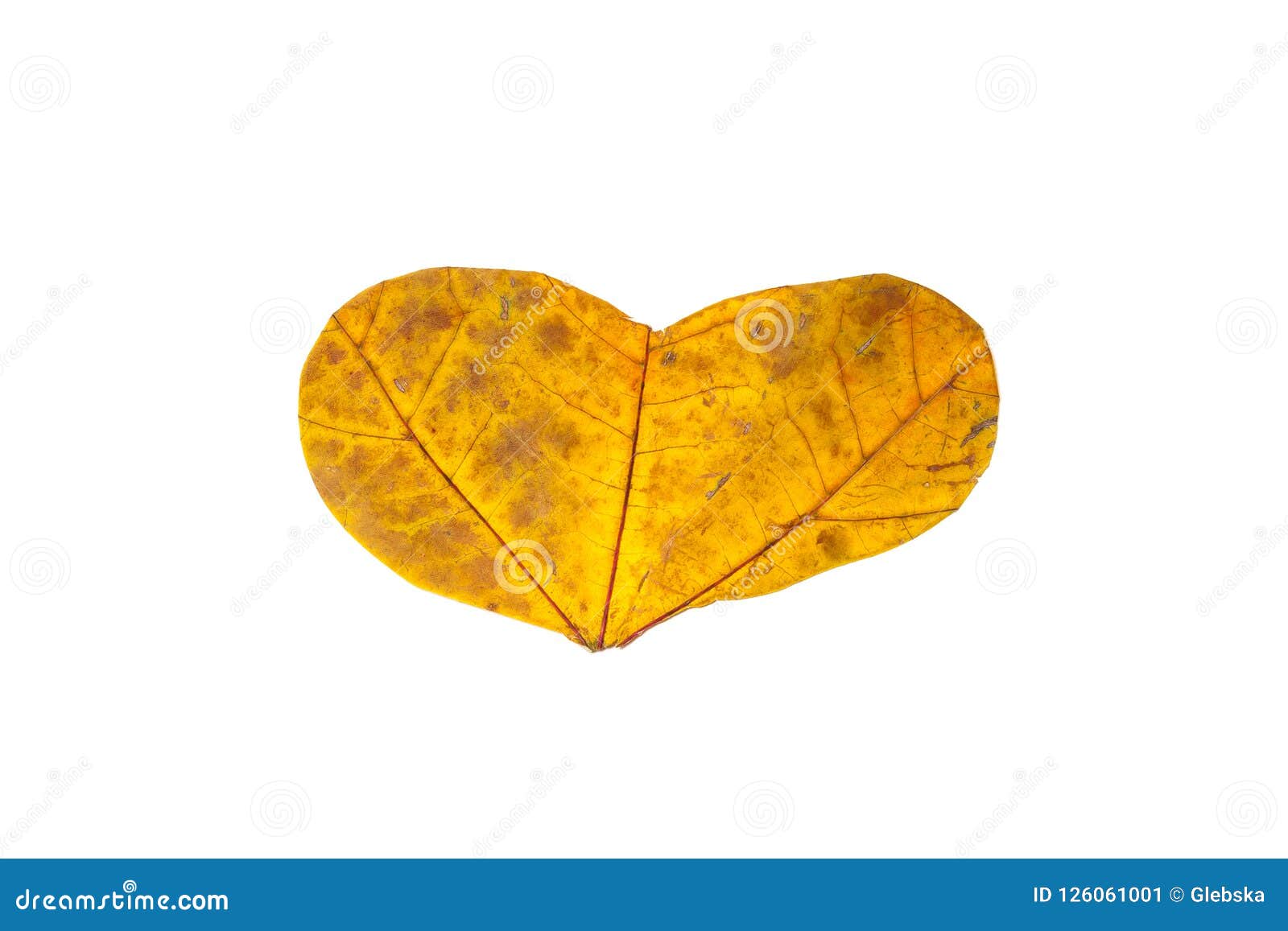 Heart Symbol is Carved from Yellow Maple Leaf Stock Image - Image of ...