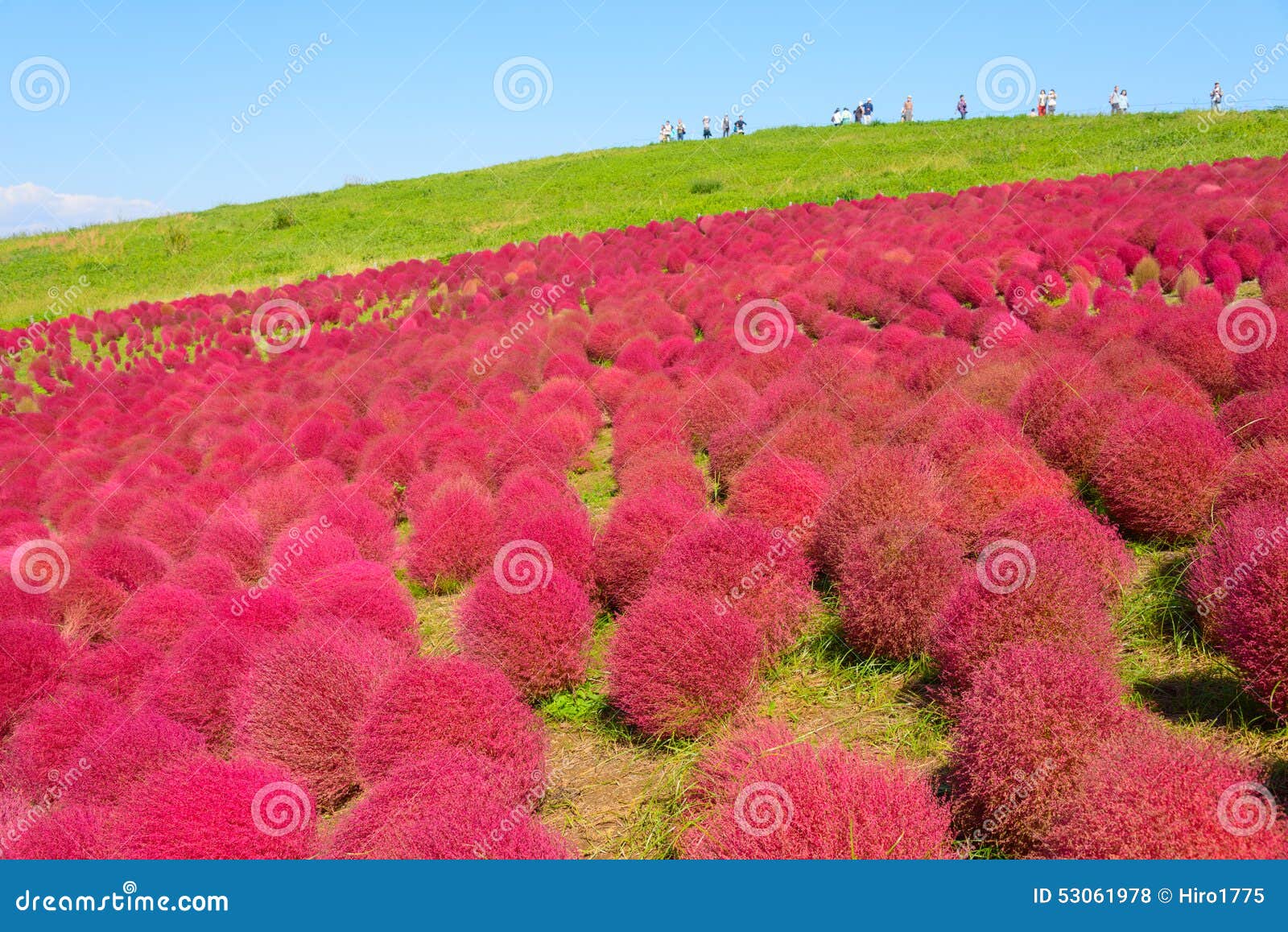 autumn in hitachi seaside park