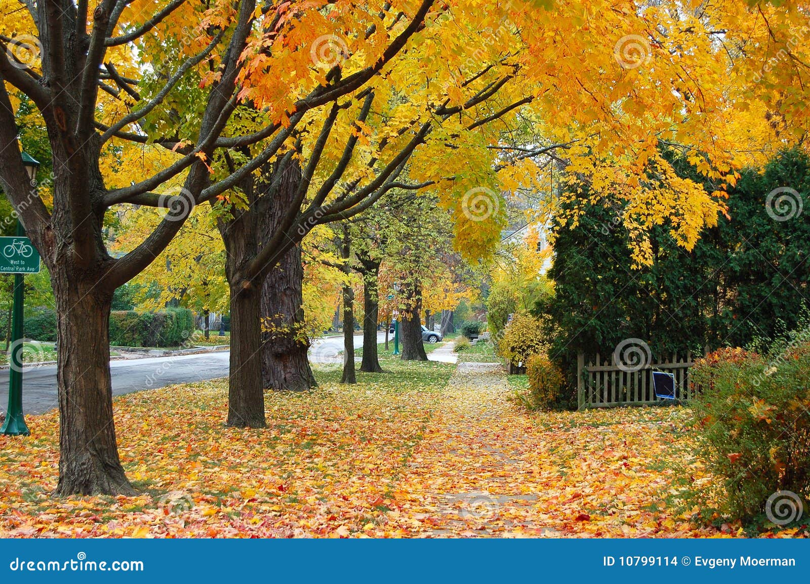 Autumn in Illinois stock photo. Image of wilmette, petal 10799114