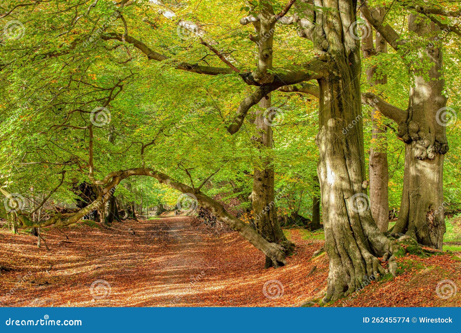 ashridge beech forest