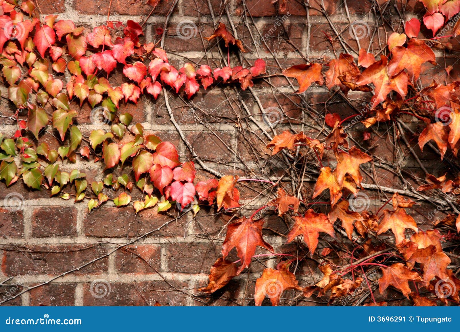 Autumn ivy cowdop