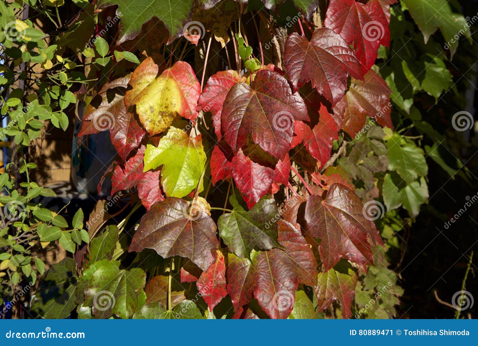 Autumn ivy leaves stock image. Image of cathedral, brick 80889471