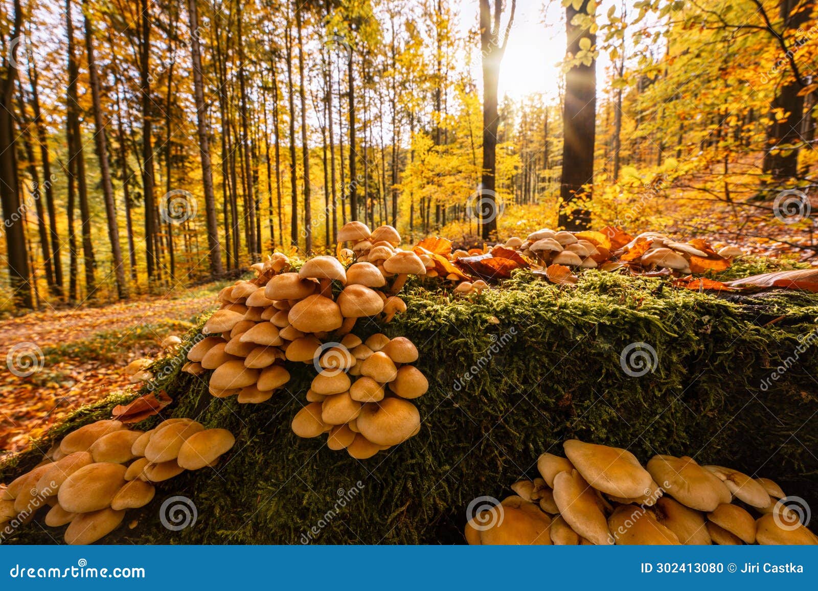 autumn in jizera mountains, jizerskohorske buciny, unesco site