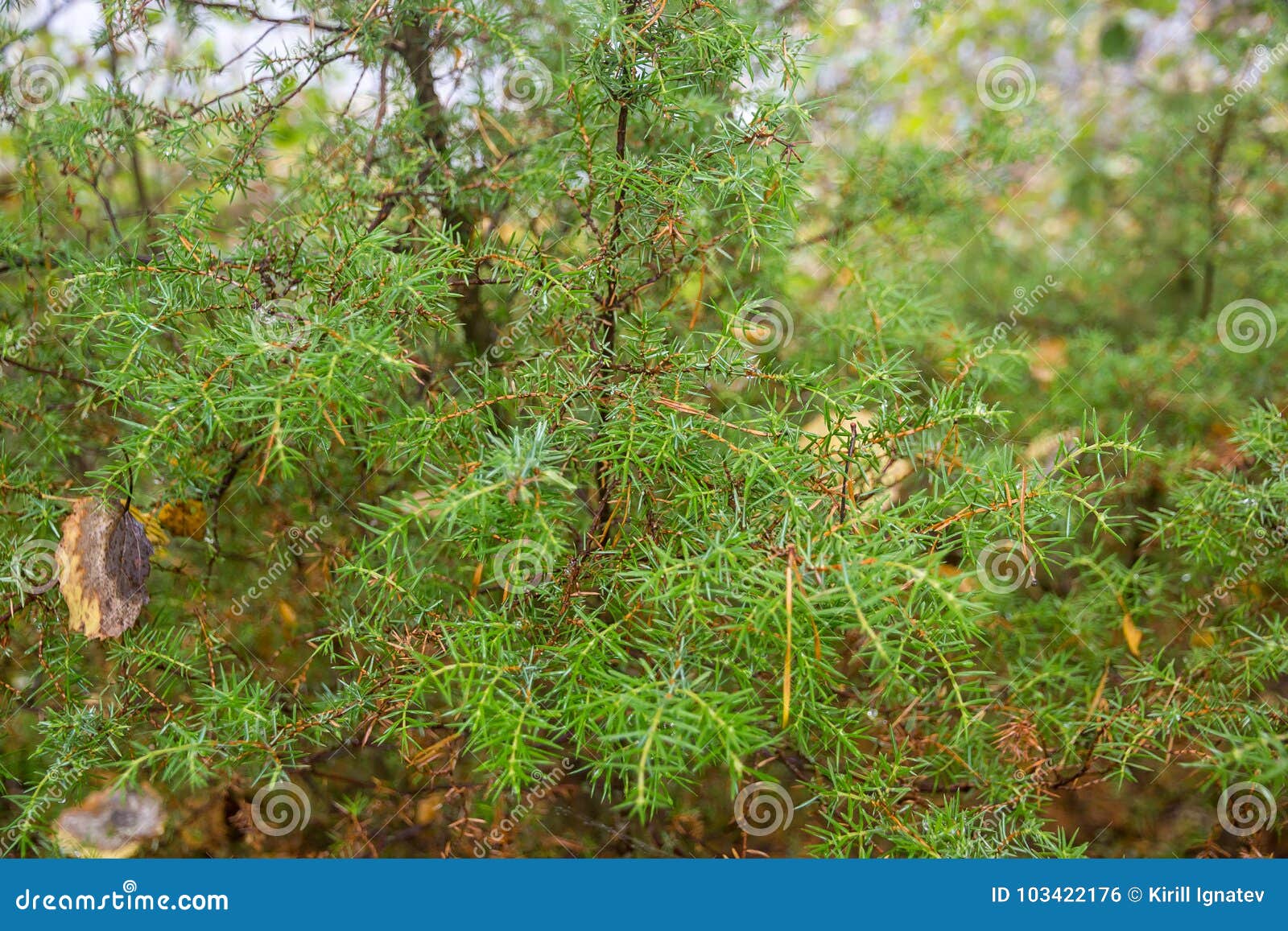 autumn juniper branches in karelia russia