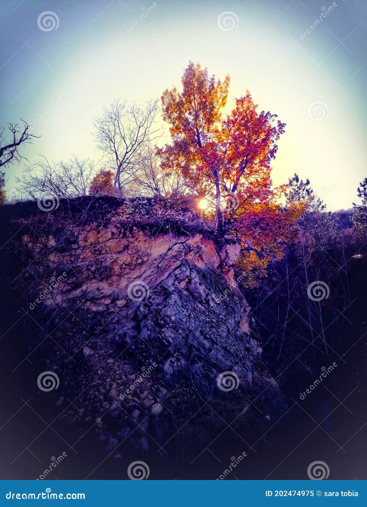 autumn, l& x27;aquila, albero, colors, mountain