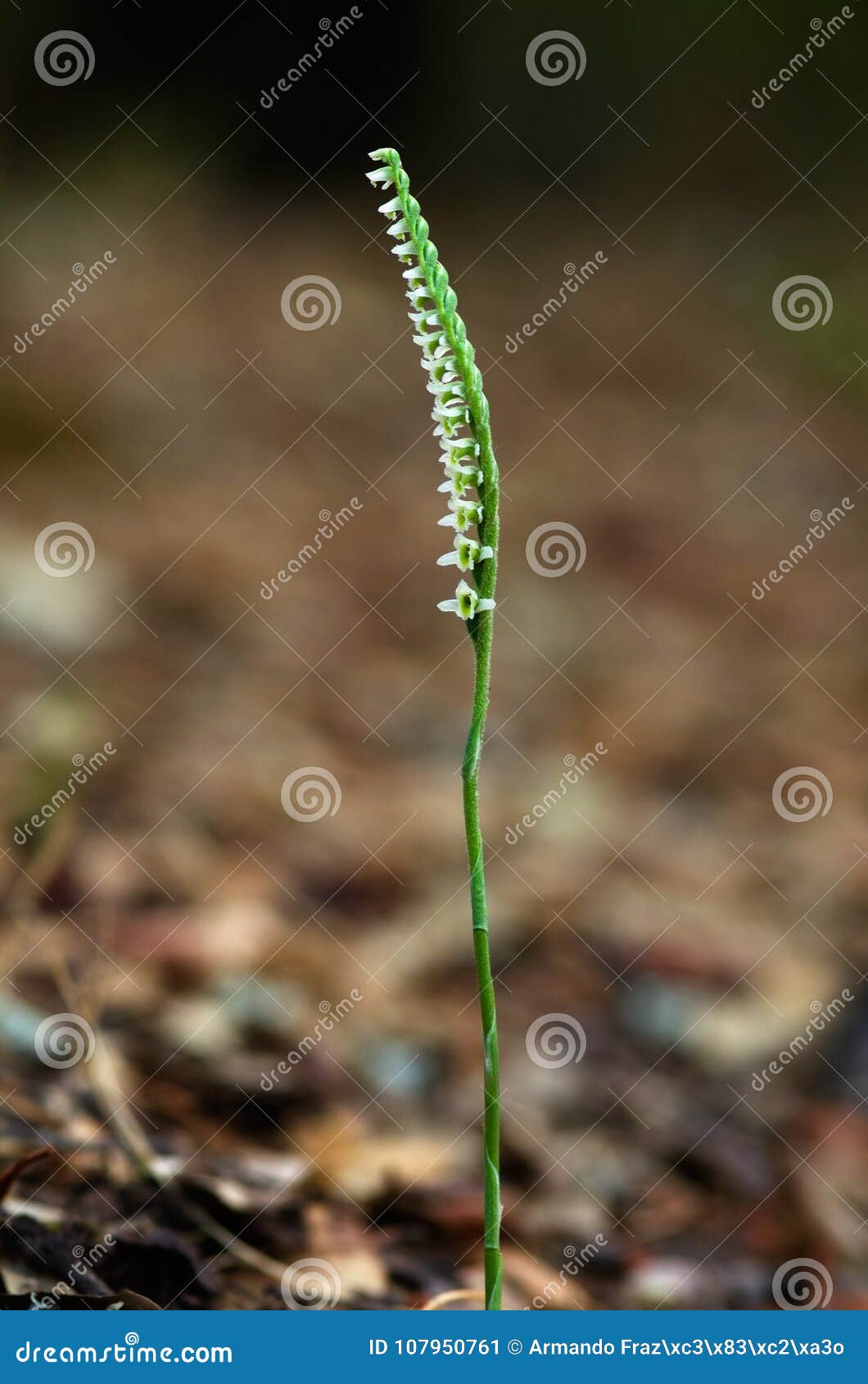 autumn lady`s tresses orchid, uncommon form - spiranthes spiralis