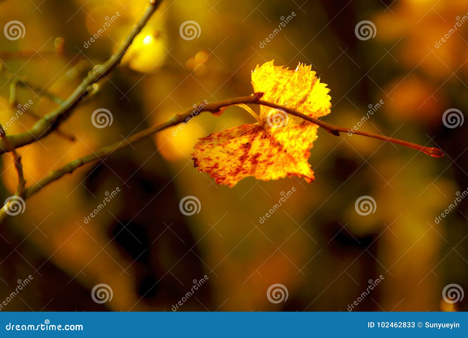 autumn in lake jingpo