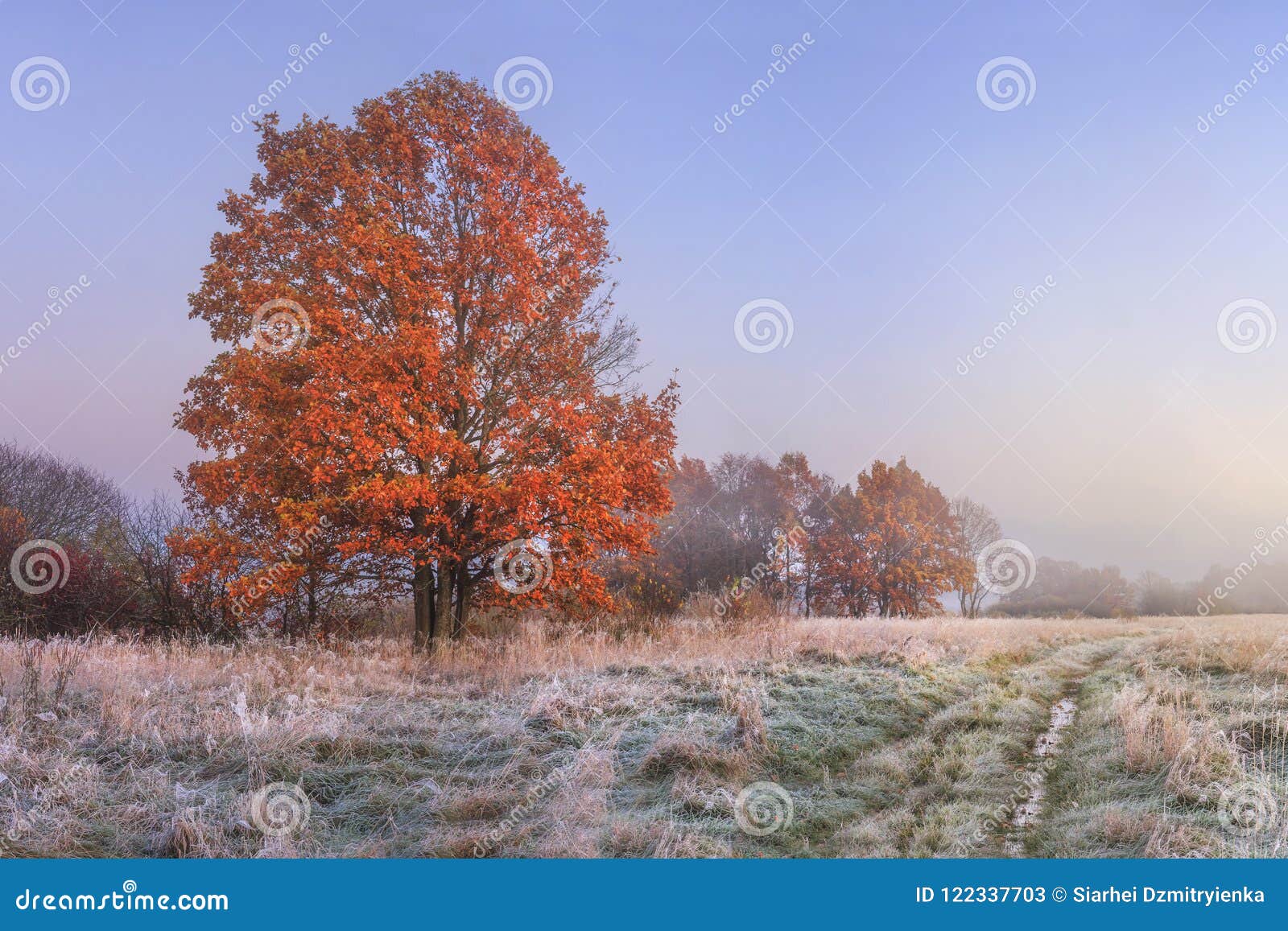 autumn landscape. amazing fall in november. morning autumnal nature. cold meadow with hoarfrost on grass and red foliage on trees