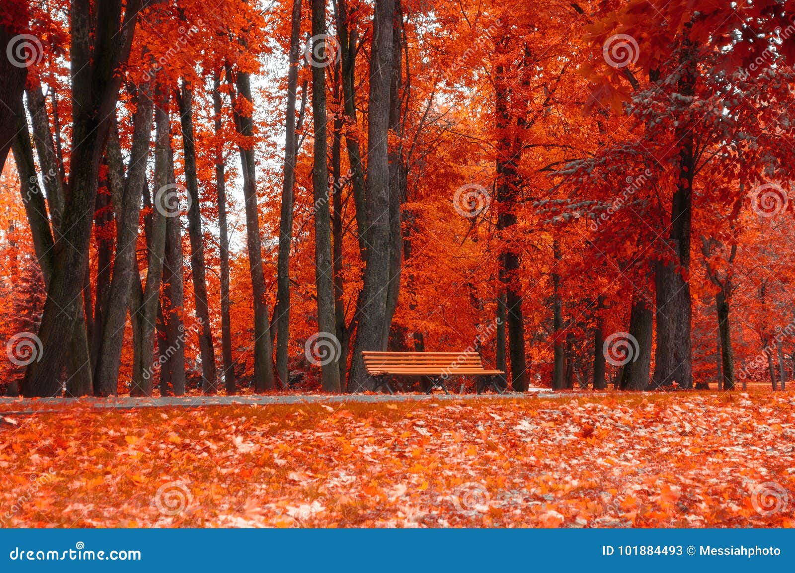 Autumn Landscape. Bench Under the Orange Autumn Trees Stock Image ...