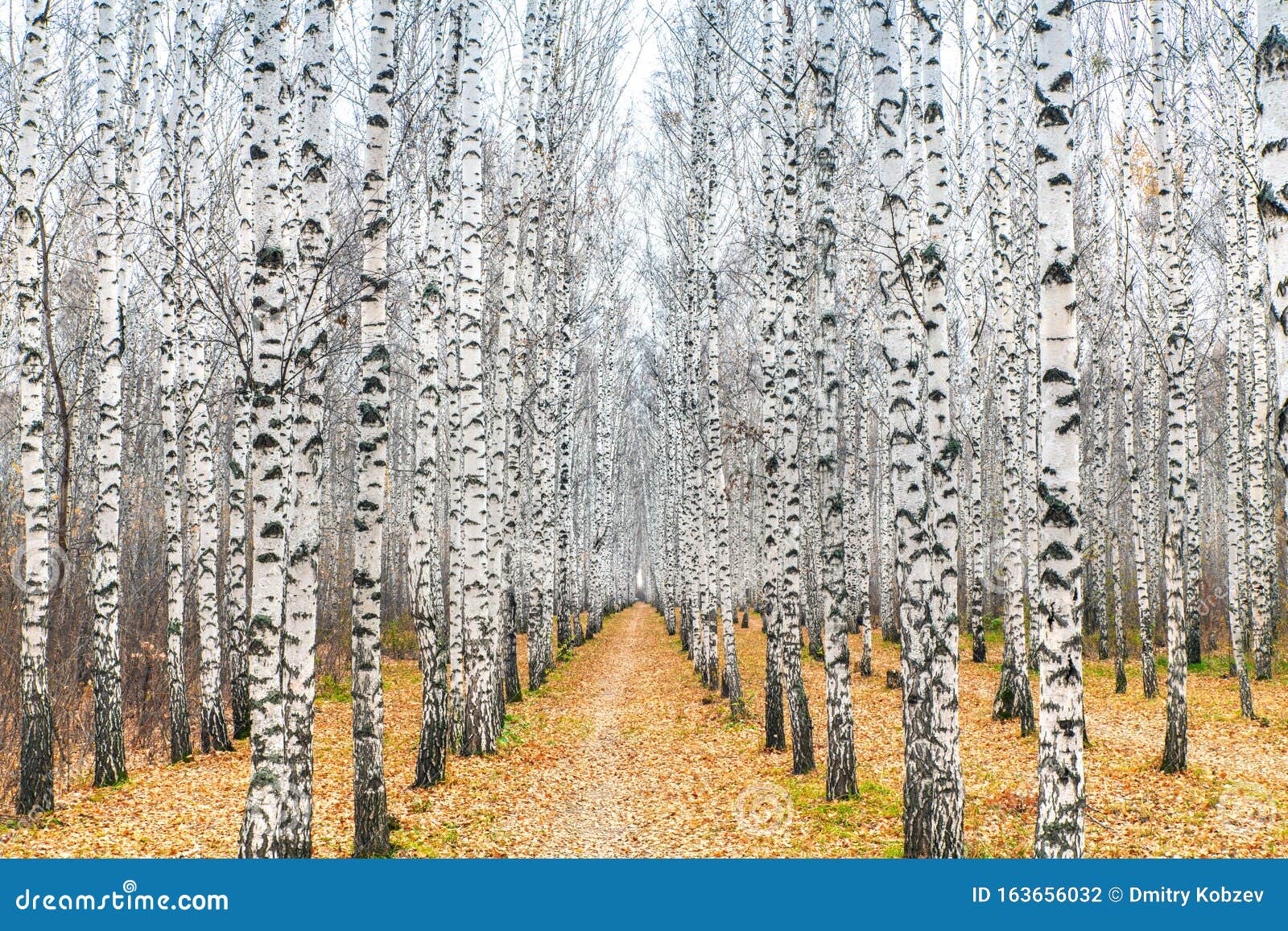 Autumn Landscape Of Birch Trunks Of Trees Without Leaves Stock Photo