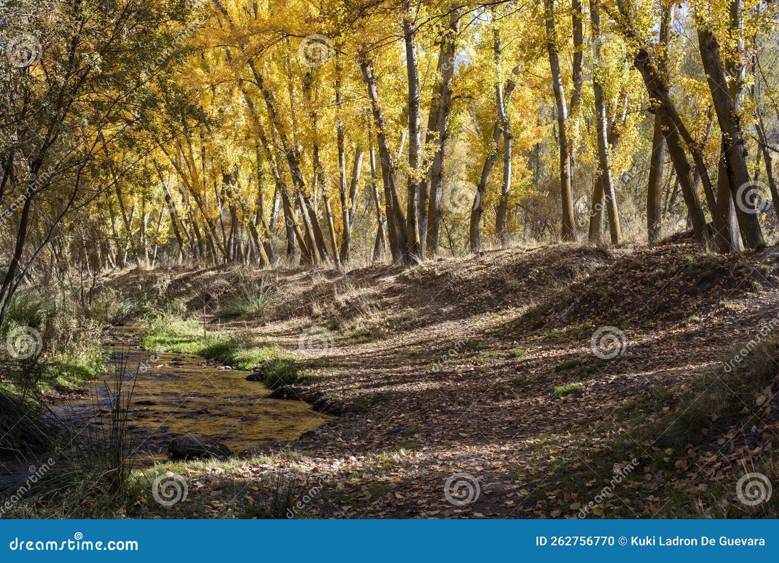 autumn landscape, boulevard in the month of november