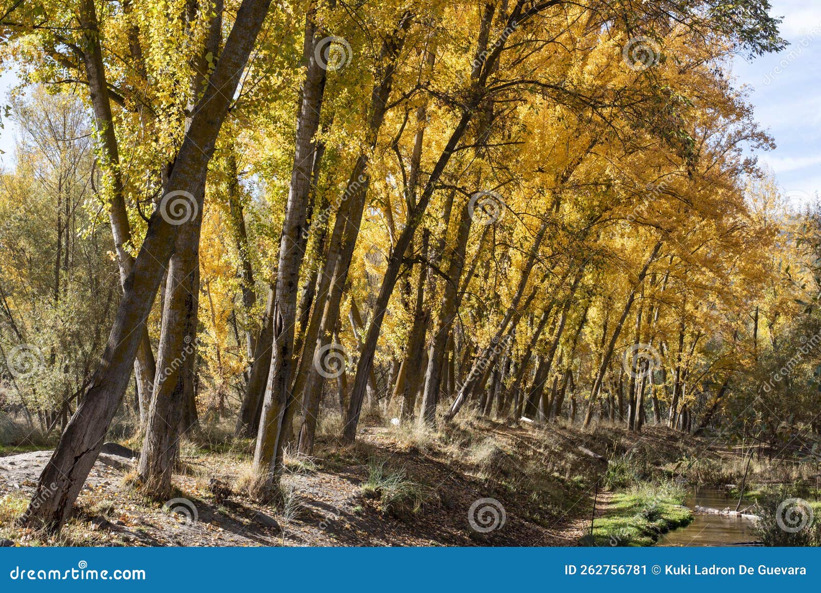 autumn landscape, boulevard in the month of november