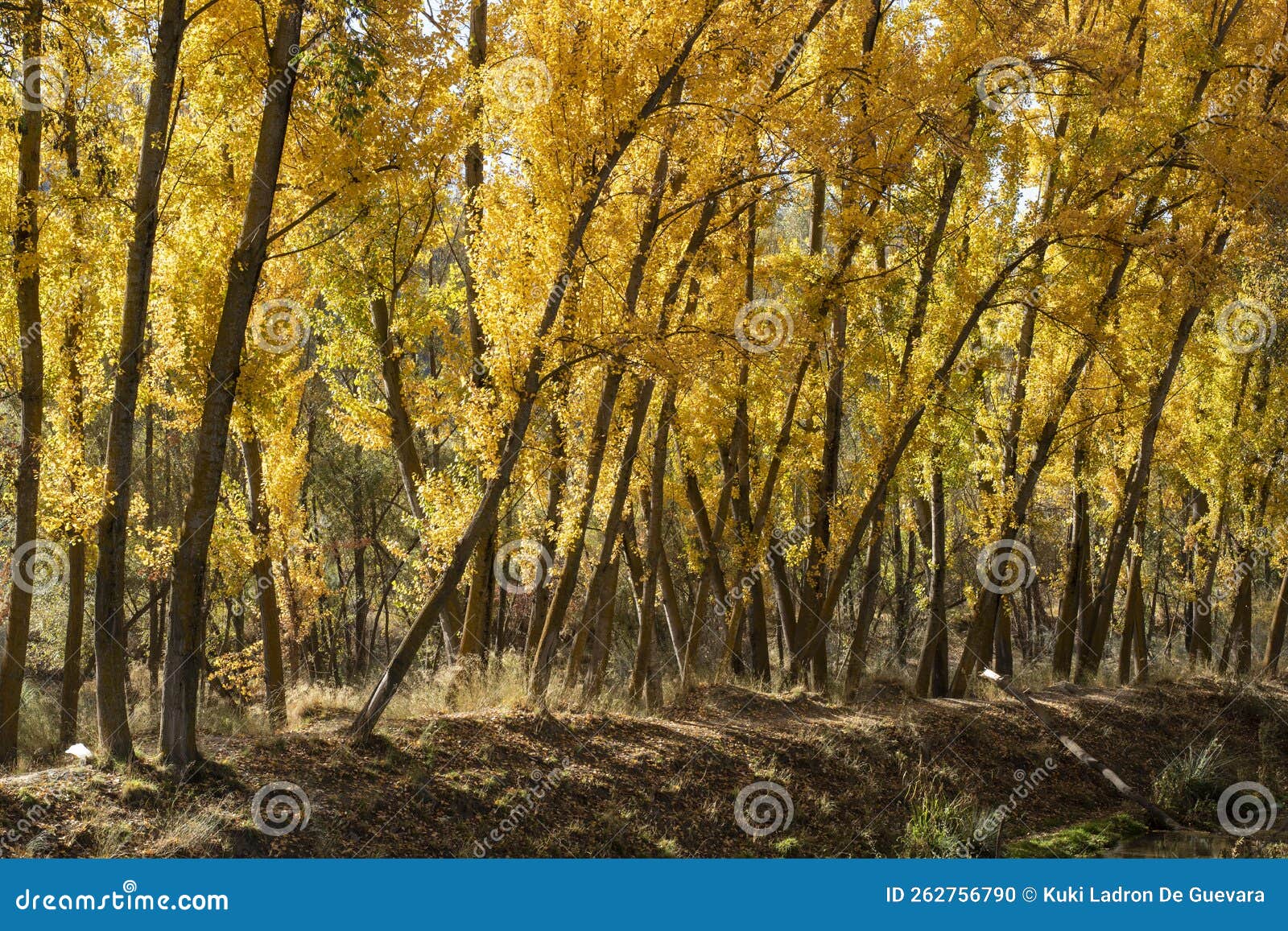 autumn landscape, boulevard in the month of november