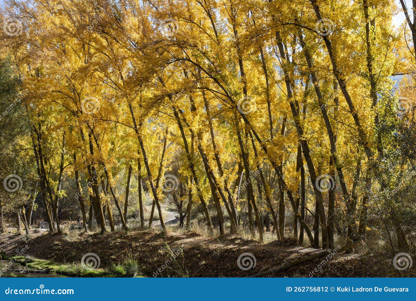 autumn landscape, boulevard in the month of november