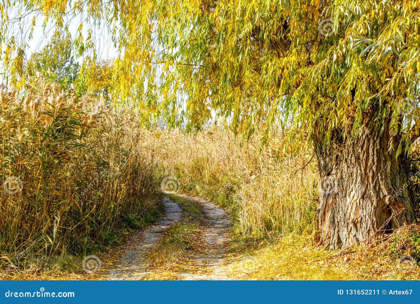 Autumn Landscape Old Willow in the Reeds by the Road Stock Image