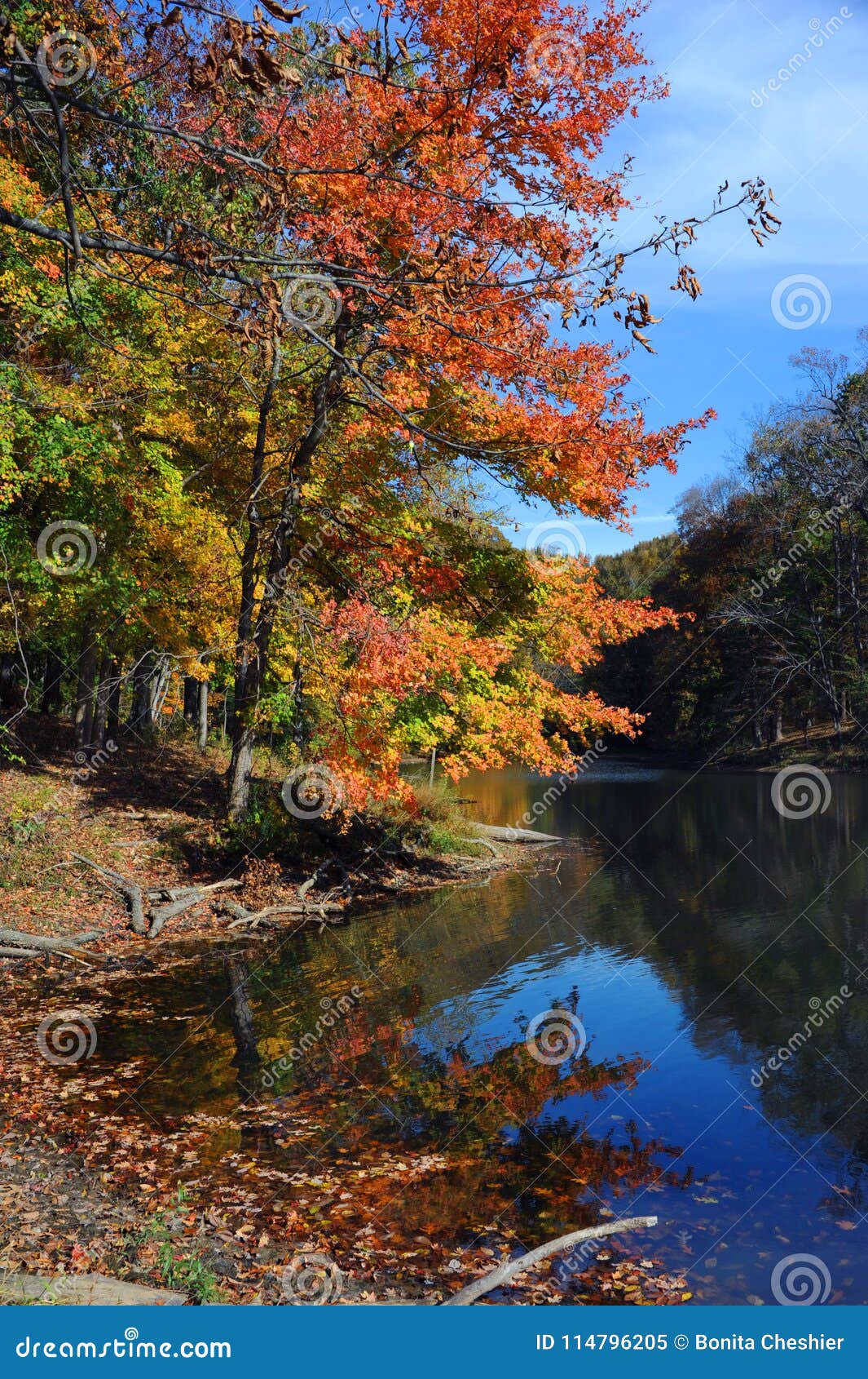Autumn Landscape and Poplar Tree Lake Stock Image - Image of serene ...