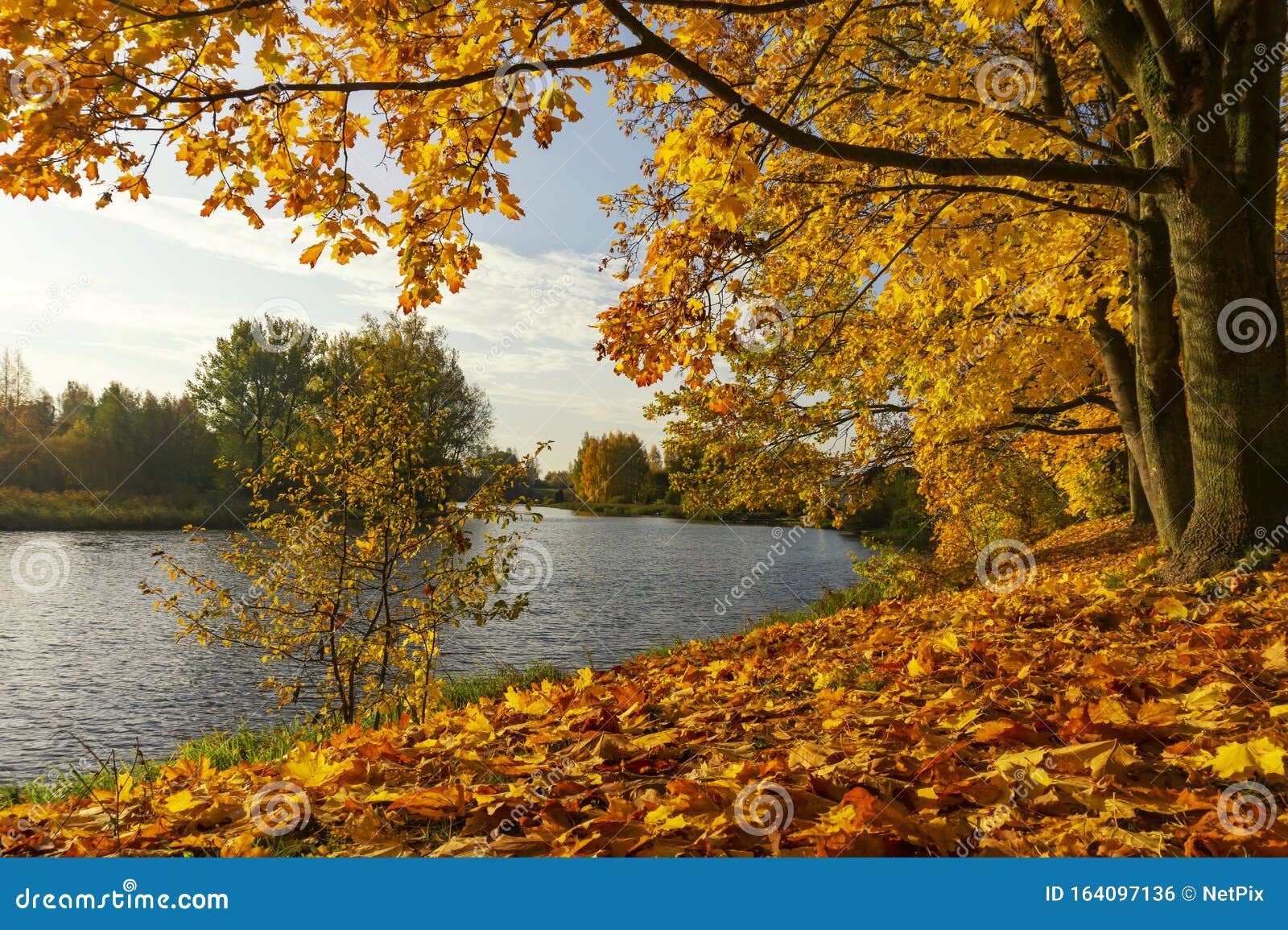 Autumn Landscape with Tree on River Bank Stock Photo - Image of leaves ...