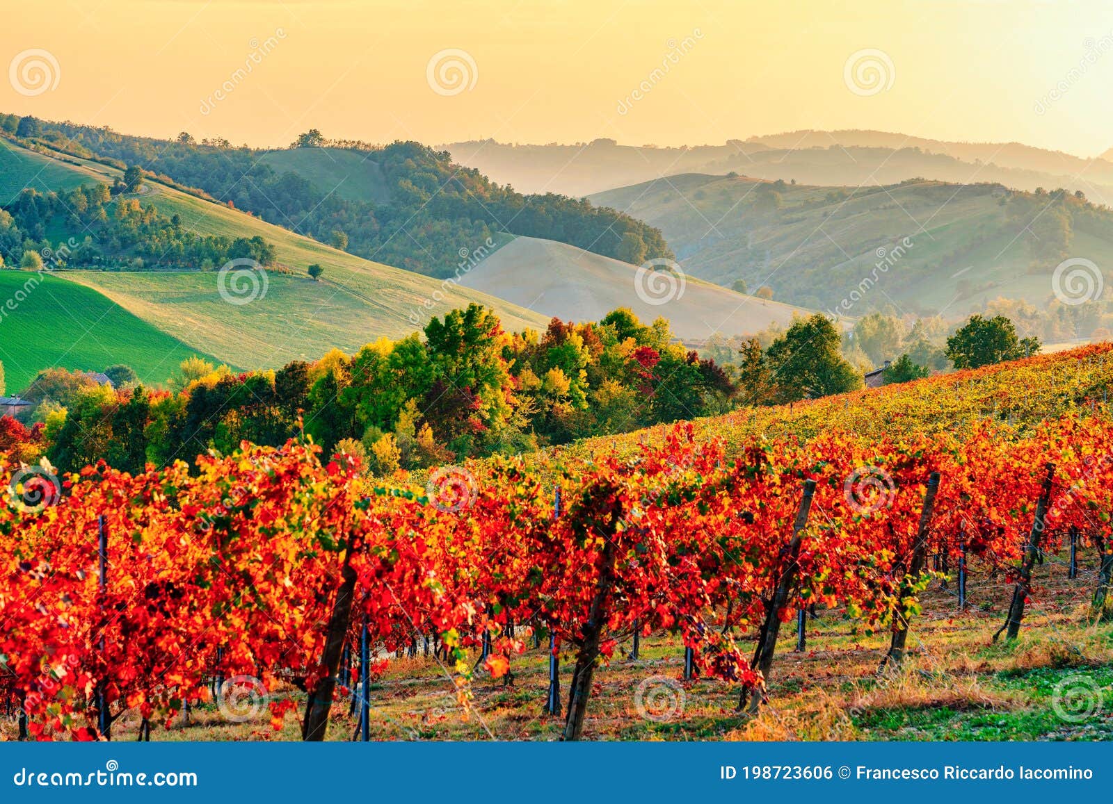 autumn landscape, vineyards and hills at sunset. modena, italy