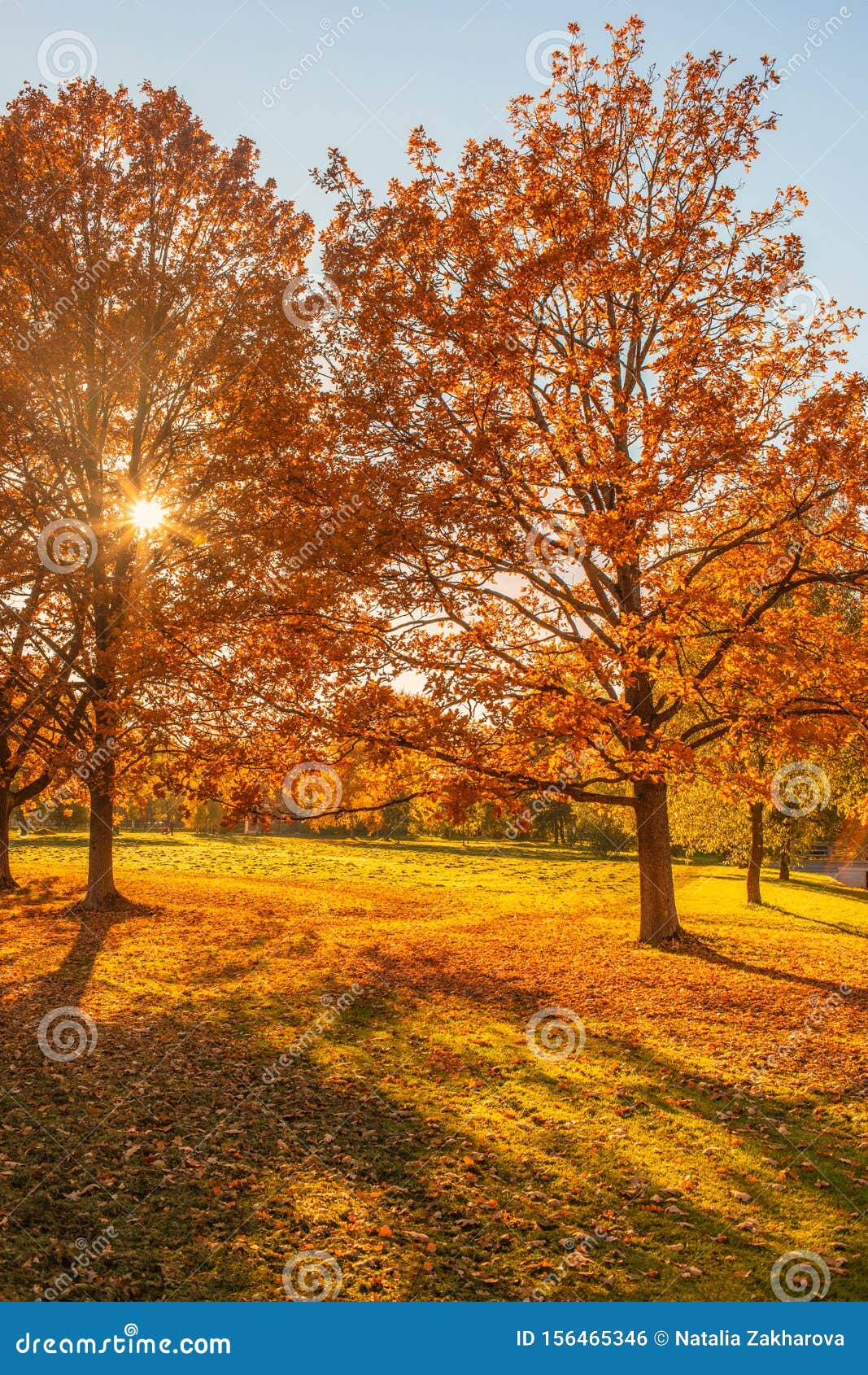 Autumn Landscape Yellow Trees In Forest With Warm Sunshine And Fall