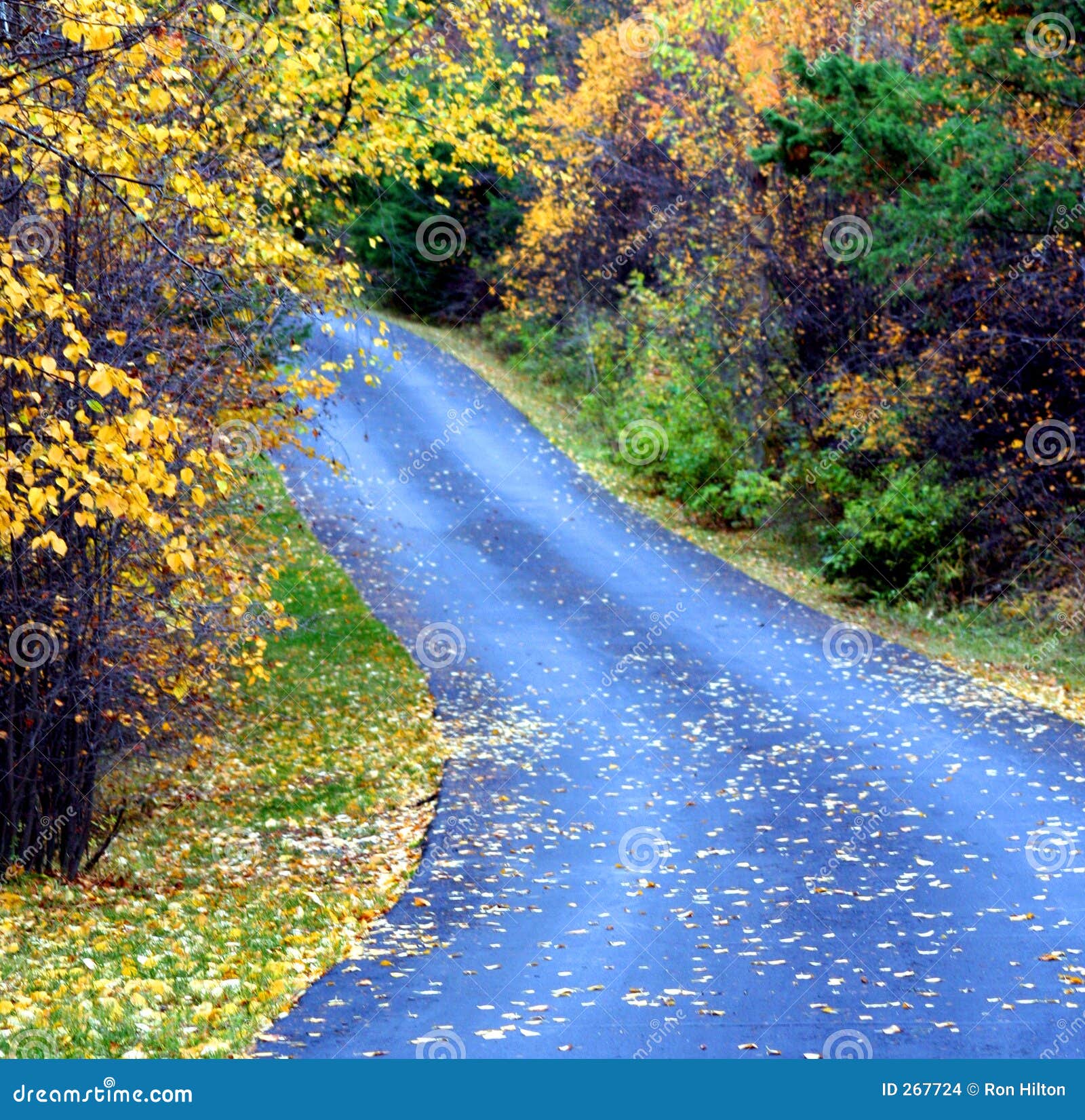 Autumn Lane stock photo. Image of curve, lane, season, drive 267724