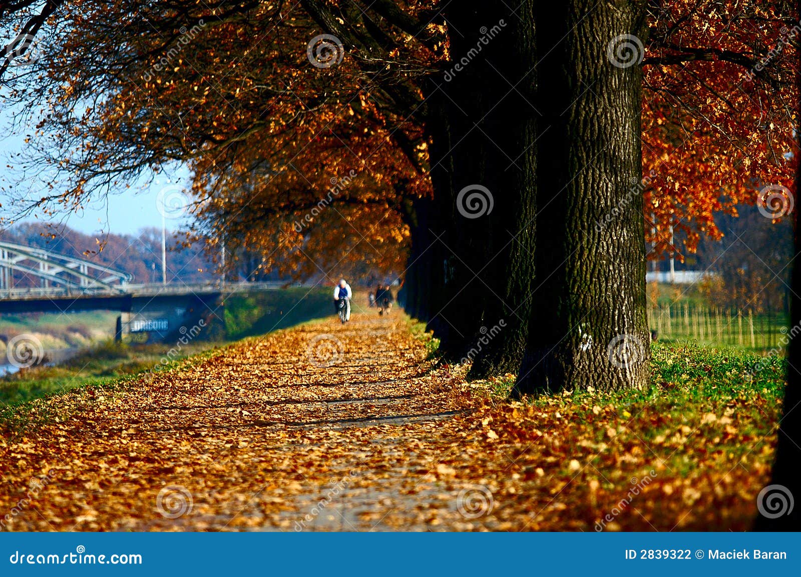 Autumn lane stock photo. Image of lane, jogging, branches 2839322