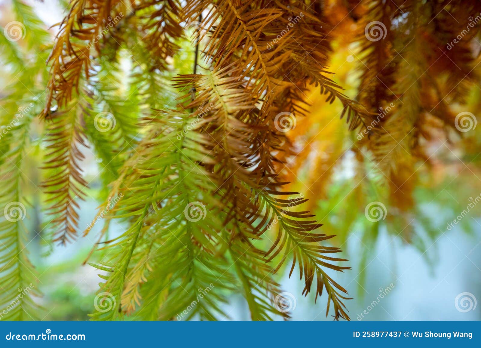 Autumn, Larch, Forest, Larch Leaves, Turning Red Stock Image Image of
