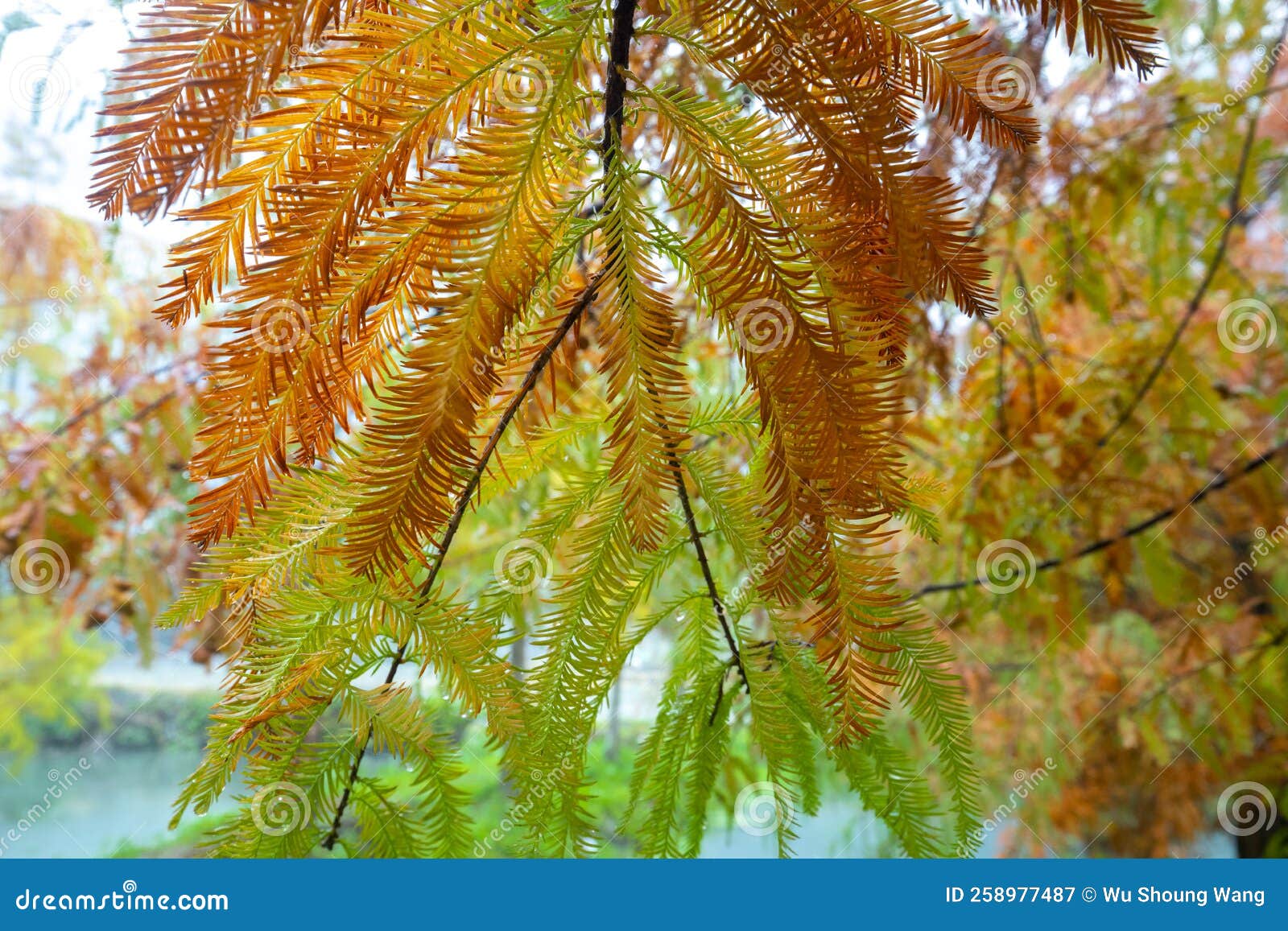 Autumn, Larch, Forest, Larch Leaves, Turning Red Stock Image Image of