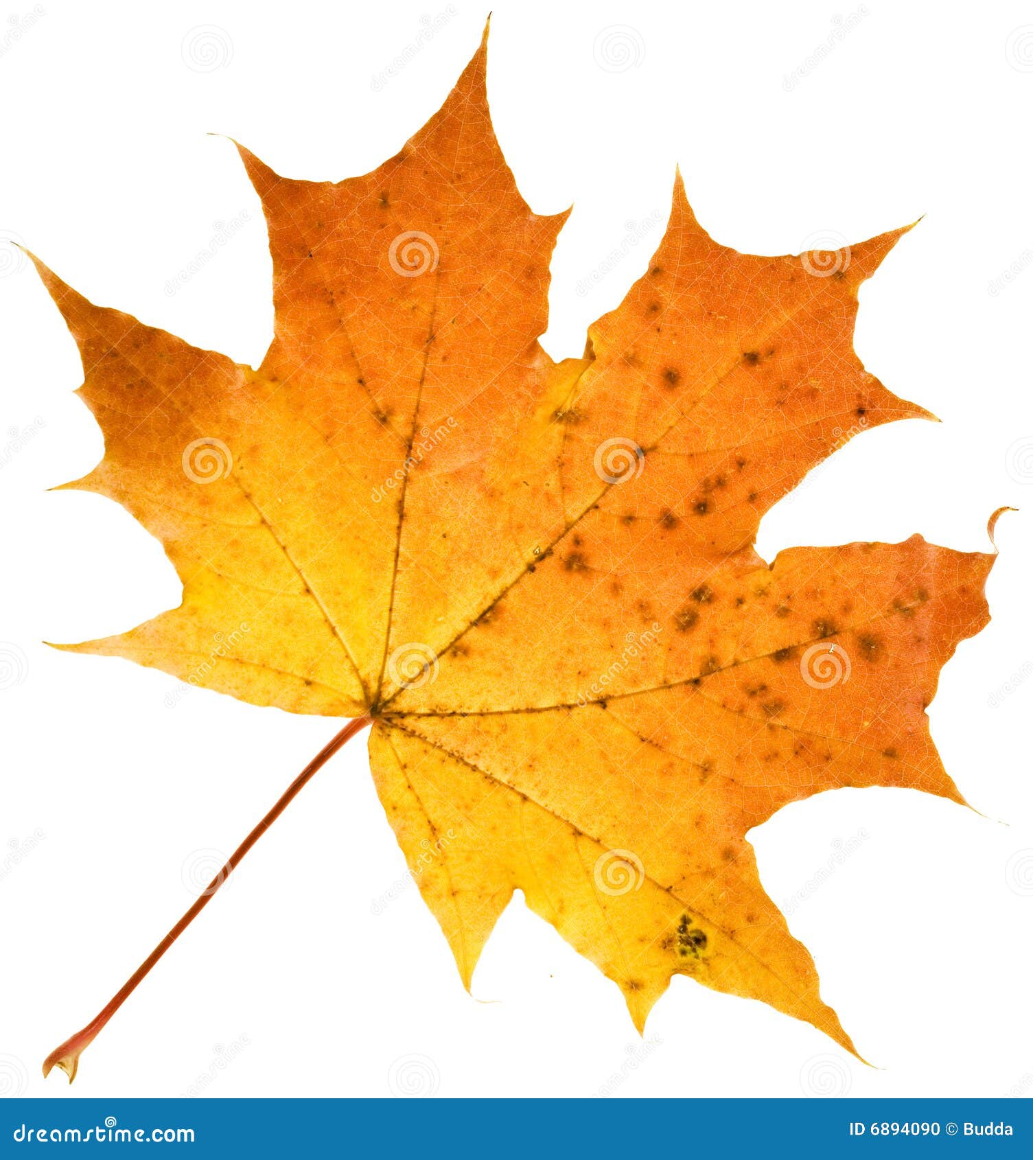 Herbst 2 Teiliges Kissenbezugs Set Fall Maple Leafs Baum