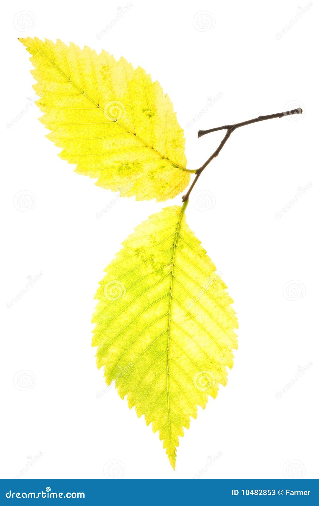 Alder Tree Disease, Growth, Swelling On The Trunk Background. Royalty