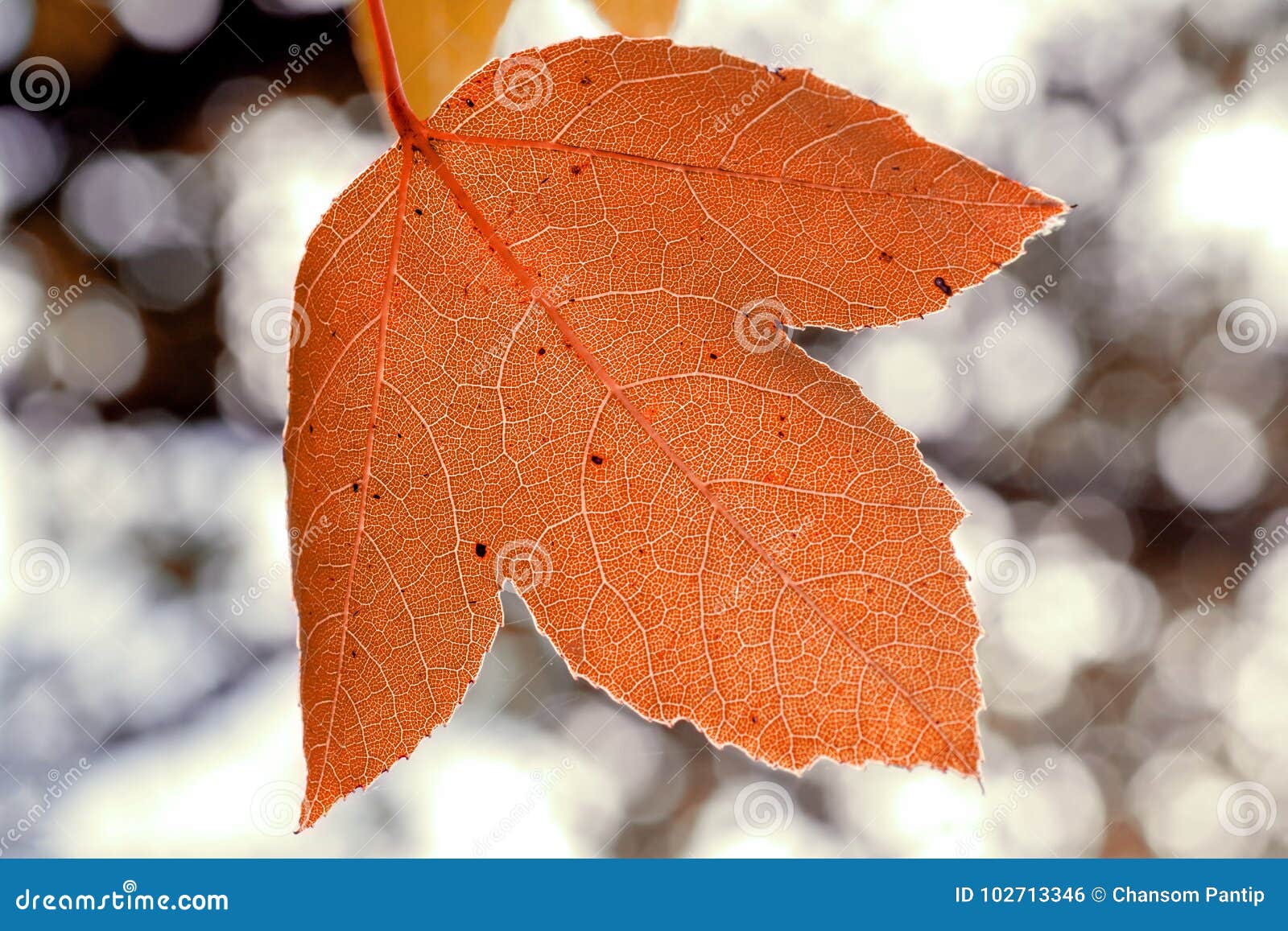 autumn leaf close-up, venation details on bokeh blurred background.