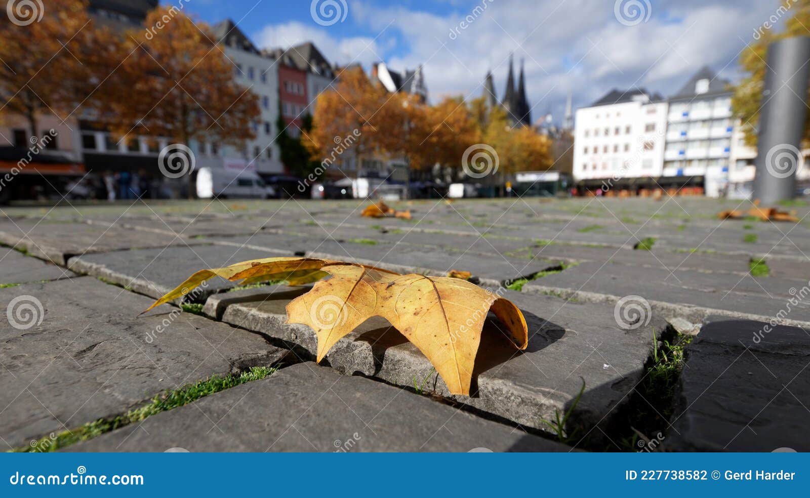 autumn leaf on cobblestones in cologne