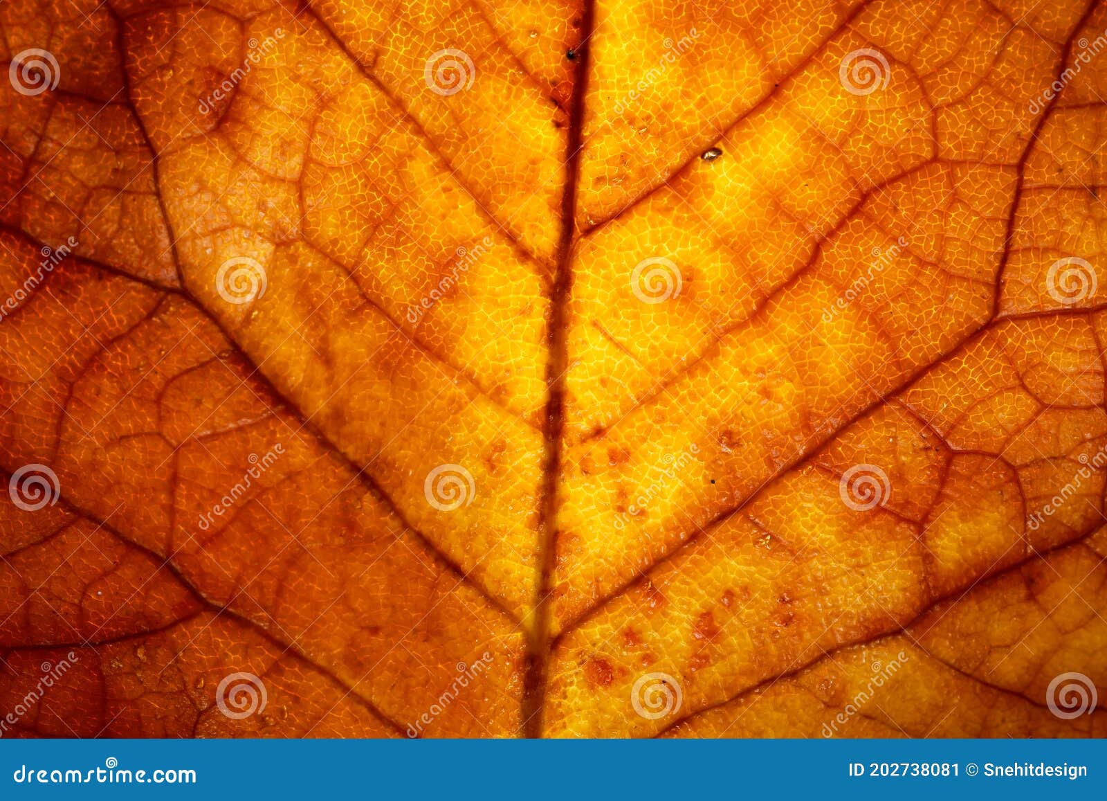 autumn leaf details with backlit lighting